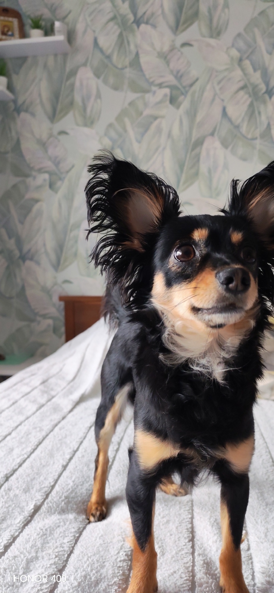 A tan and black Russian Toy dog stands on a white, textured bedspread in front of a wall covered in a leaf pattern. Part of a wooden cabinet or table is visible behind the dog and the bed. A shelf with small plants and a picture frame is in the upper left corner. The word "HONOR 400" appears at the bottom left of the image. There is no information to suggest it is Noviy, Russia.