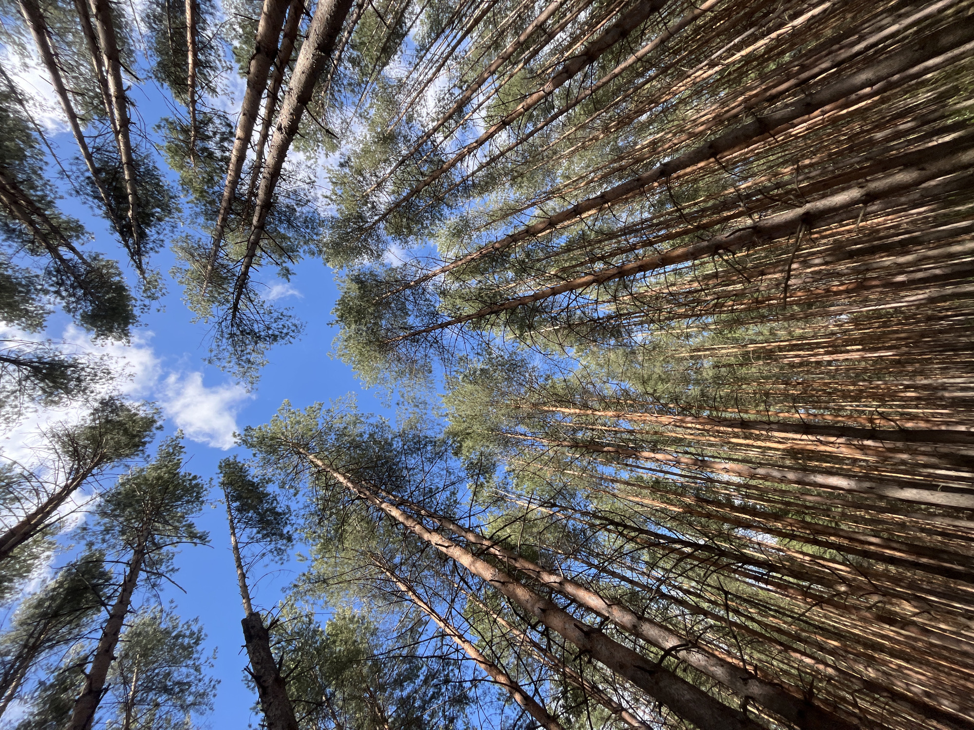 The image depicts a view looking upwards through a dense pine forest towards a partly cloudy blue sky. Tree trunks are visible in the foreground and middle ground, stretching upwards and converging towards the top of the frame. The pine needles of the trees create a canopy that filters the sunlight. The location is Chaikovsky, Russia, given in the prompt.