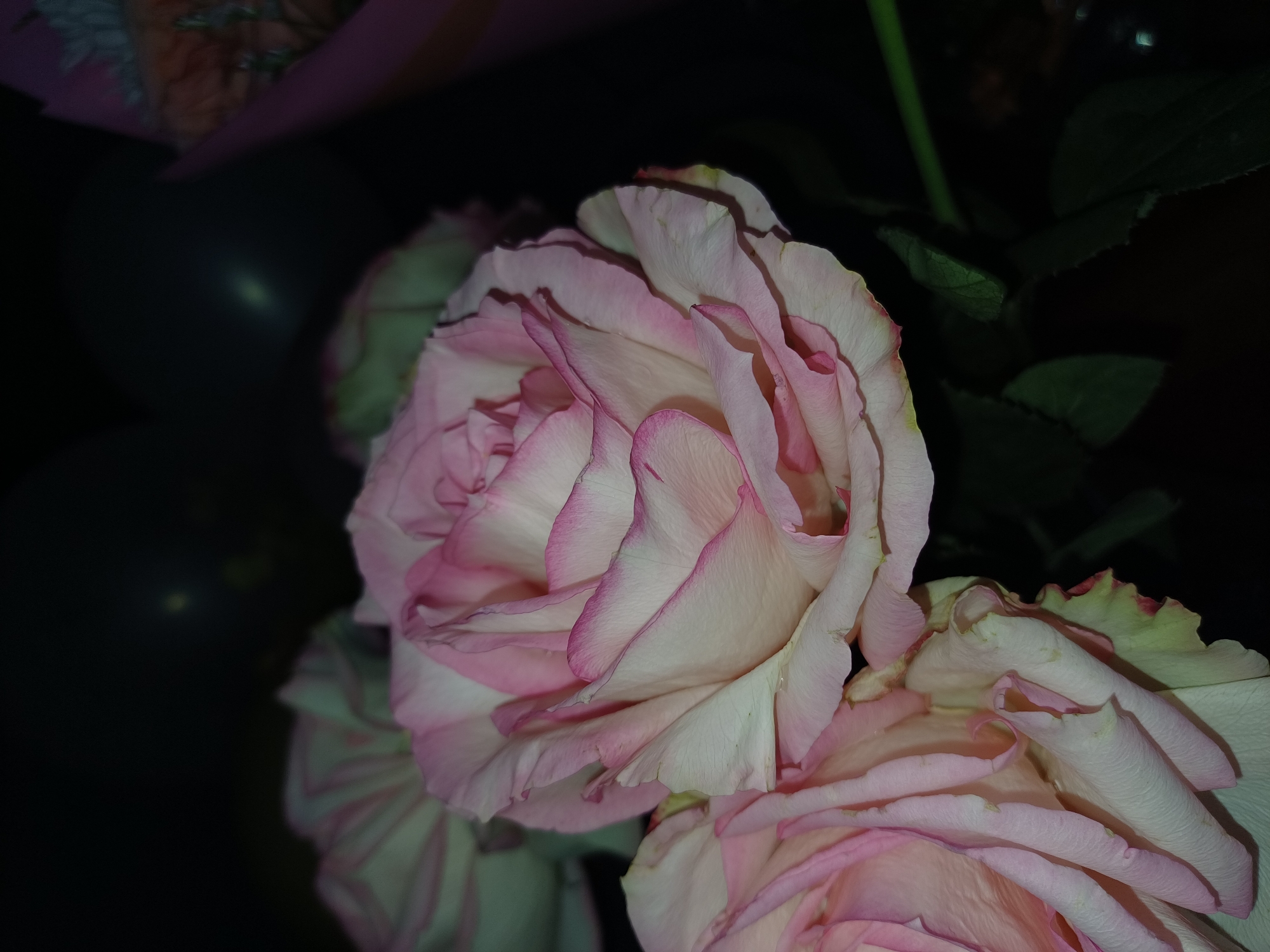The image is a close-up of several pink and white roses against a dark background. The roses are in full bloom, with delicate, layered petals. The edges of the petals are tinged with a deeper pink, and some have a slight yellowing towards the center. The lighting is dim, creating a dramatic effect that highlights the texture and curves of the petals.
In the upper left of the frame, there's a hint of other flowers and possibly some wrapping, suggesting these might be part of a bouquet. The background is mostly black, with some soft, out-of-focus lights visible, possibly from a distant source or reflections. The focus is sharply on the roses, particularly the large one in the center, whose petals unfurl in intricate patterns. The overall mood is serene and elegant, with a touch of mystery due to the dark setting. There is no visible text in the image.