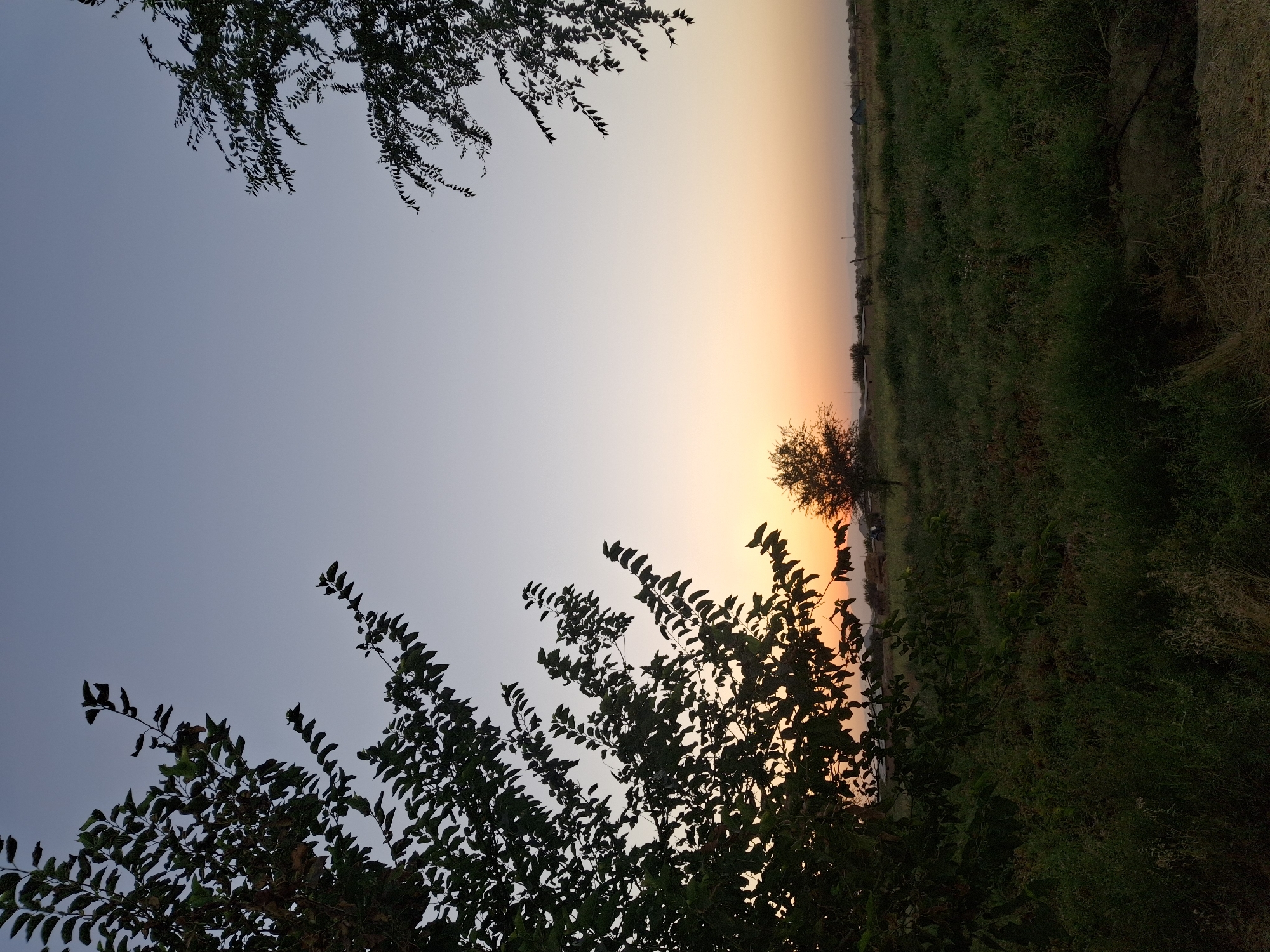 A serene sunset scene unfolds in the city of Ko`kdala, Uzbekistan. Silhouetted trees frame a vast, open field bathed in the warm hues of dusk. The sky transitions from a pale blue at the top to a soft orange near the horizon, where the sun dips low. In the middle ground, a solitary tree stands amidst the green grass, illuminated by the setting sun. The background reveals a scattering of small buildings and distant hills, suggesting a rural or semi-rural environment on the outskirts of the city. The foreground is dominated by lush, dark green vegetation, with dried grass visible at the very bottom of the frame. The overall impression is one of tranquility and the peaceful end of a day.