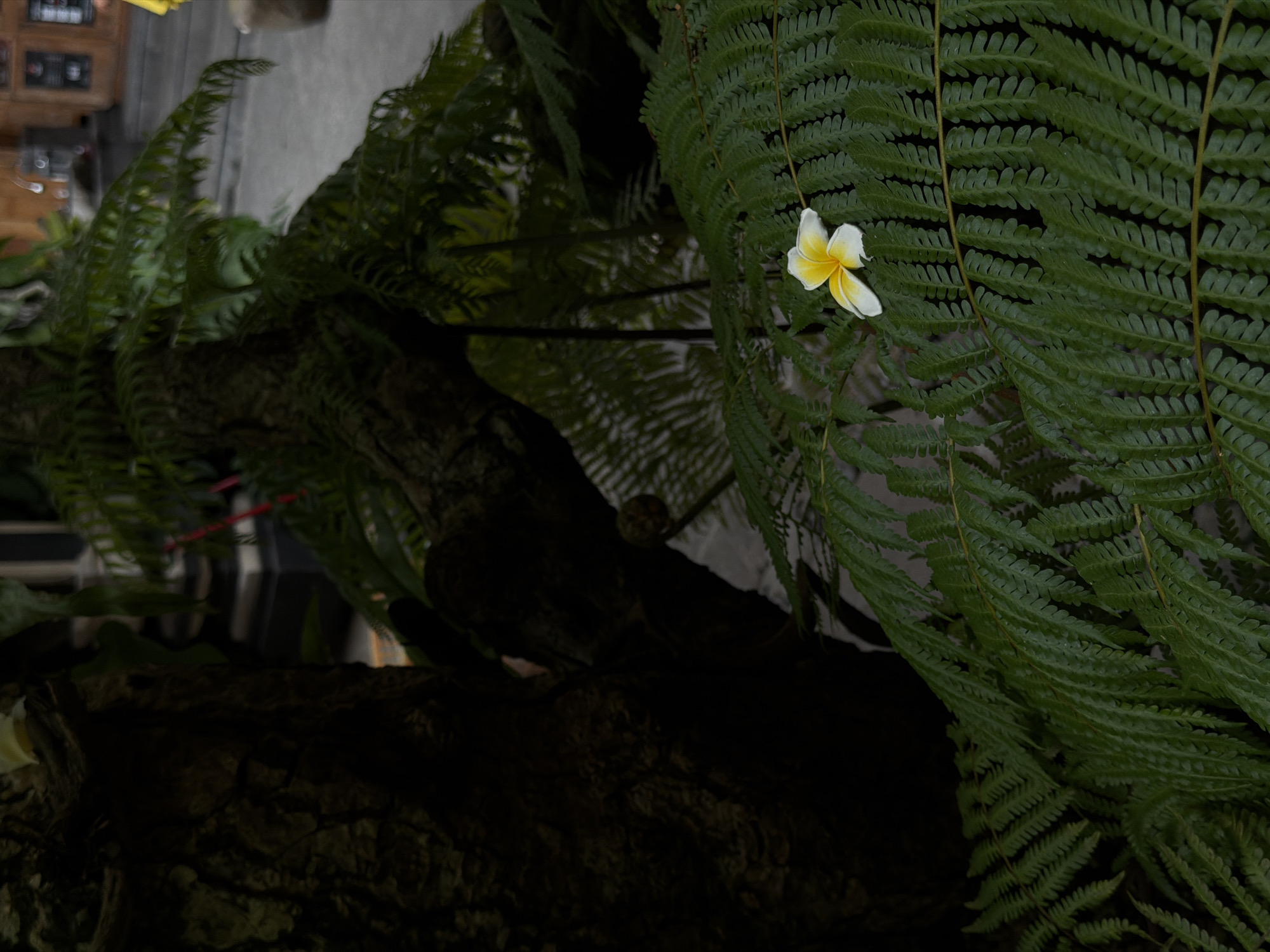 The image depicts a scene in what appears to be a garden or landscaped area, likely in North Kuta, Indonesia, given the presence of tropical flora. A large fern dominates the foreground, its fronds filling the frame. A single frangipani flower, white with a yellow center, is nestled among the fern's leaves. The trunk of a tree or large plant is visible in the background, contributing to the overall impression of a natural setting. In the far background, blurred forms suggest an urban environment, with hints of buildings.