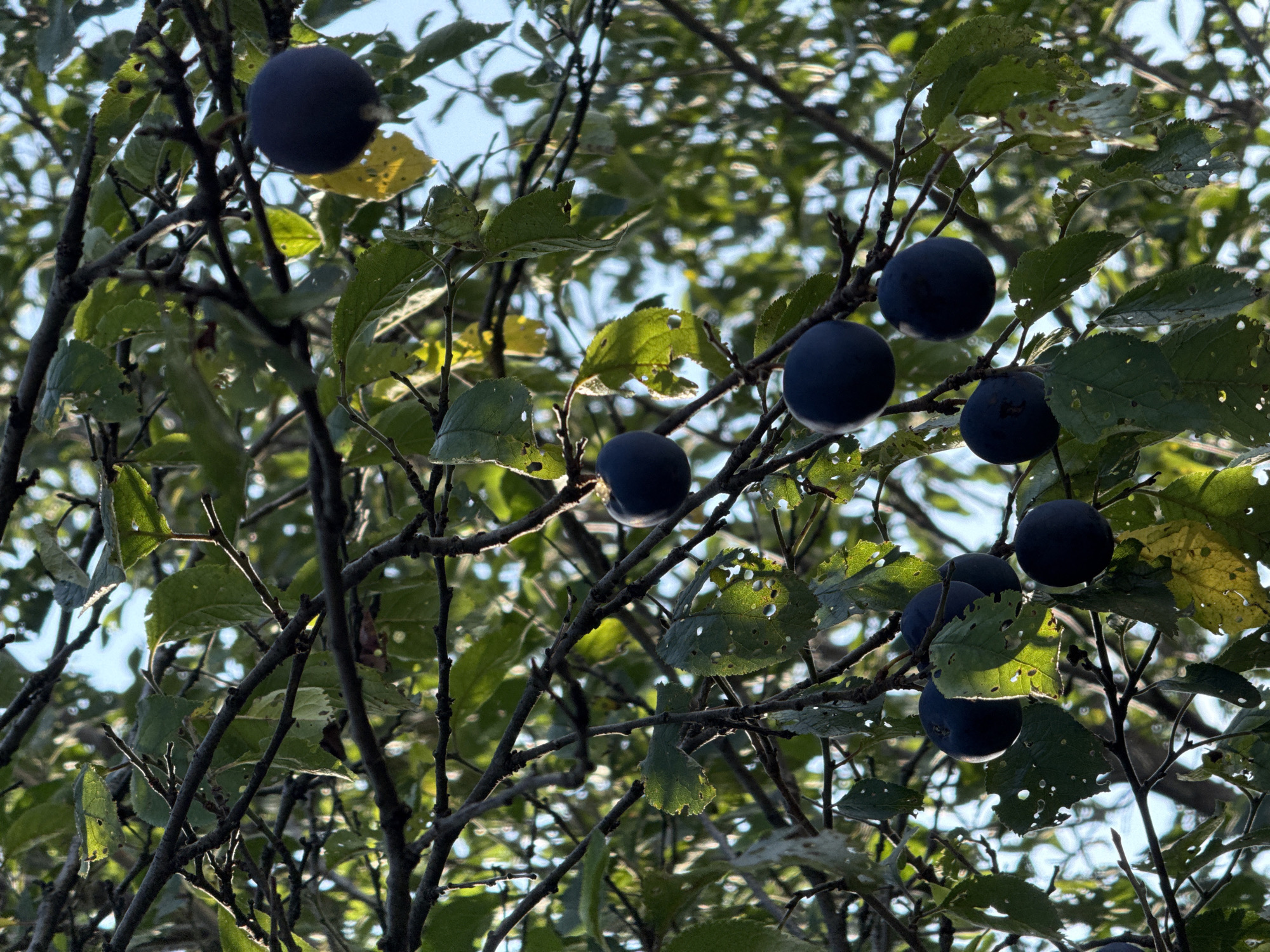 An outdoor, medium-shot image shows a close-up view of a tree branch laden with dark purple fruit and green leaves. The branches are bare and dark brown. The fruit, round and dark purple, are clustered in several locations on the branches. The leaves are mostly green, some with yellowing edges and small holes. Sunlight filters through the leaves, creating dappled light and shadows. The background is a blurred expanse of green foliage and a pale blue sky, indicating it is daytime. The scene appears to be in the city of Dilijan, Armenia, a region known for its forests and fruit trees. There are no people or animals visible in the image. The overall mood is natural and serene, showcasing a moment of harvest or ripening fruit.
