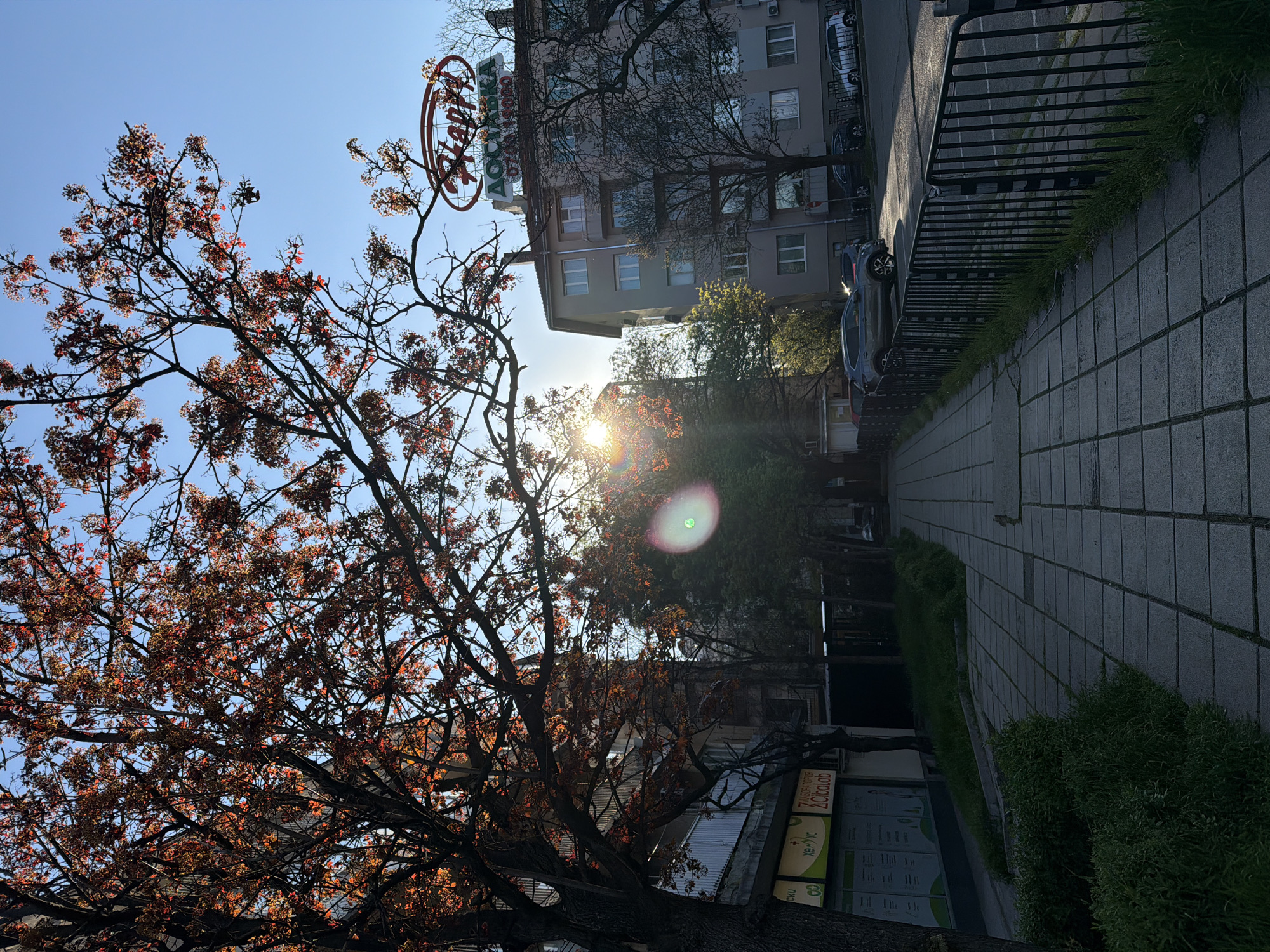 The image shows a street scene in Sofia, Bulgaria, with a focus on a large tree with reddish-brown foliage on the left. Sunlight filters through the branches. Above the tree is a building with a sign on top that reads "Хладотека" in Cyrillic script. Further down the street is a sidewalk with grey square paving stones, bordered by a low metal fence and grass or bushes. Parked cars are visible along the street. In the foreground, a business sign is partially visible.