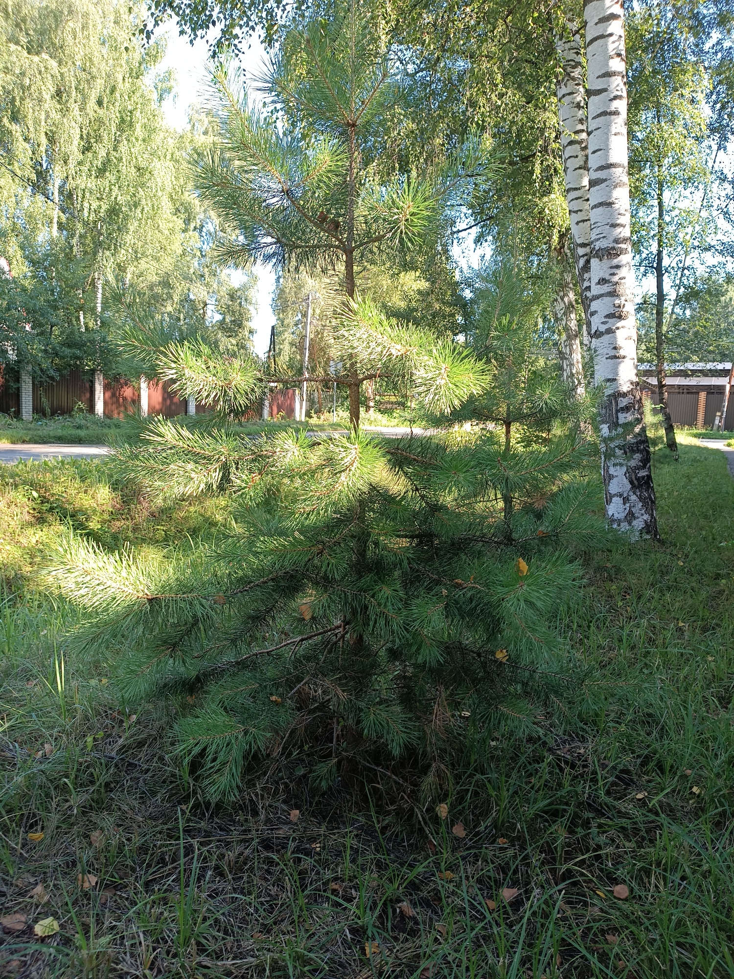 In Bykovo, Russia, an image captured on a sunny day shows a small pine tree with green needles in the foreground, casting a shadow on the grass. To the right of the pine tree are two birch trees with white bark marked by black horizontal stripes. Behind the trees, a brown wooden fence lines a road, and a building with a light-colored roof and brown brick walls is visible in the background. The scene is set in an outdoor environment with abundant green grass and foliage, suggesting a park or residential area. There are no people or animals present in the image.
