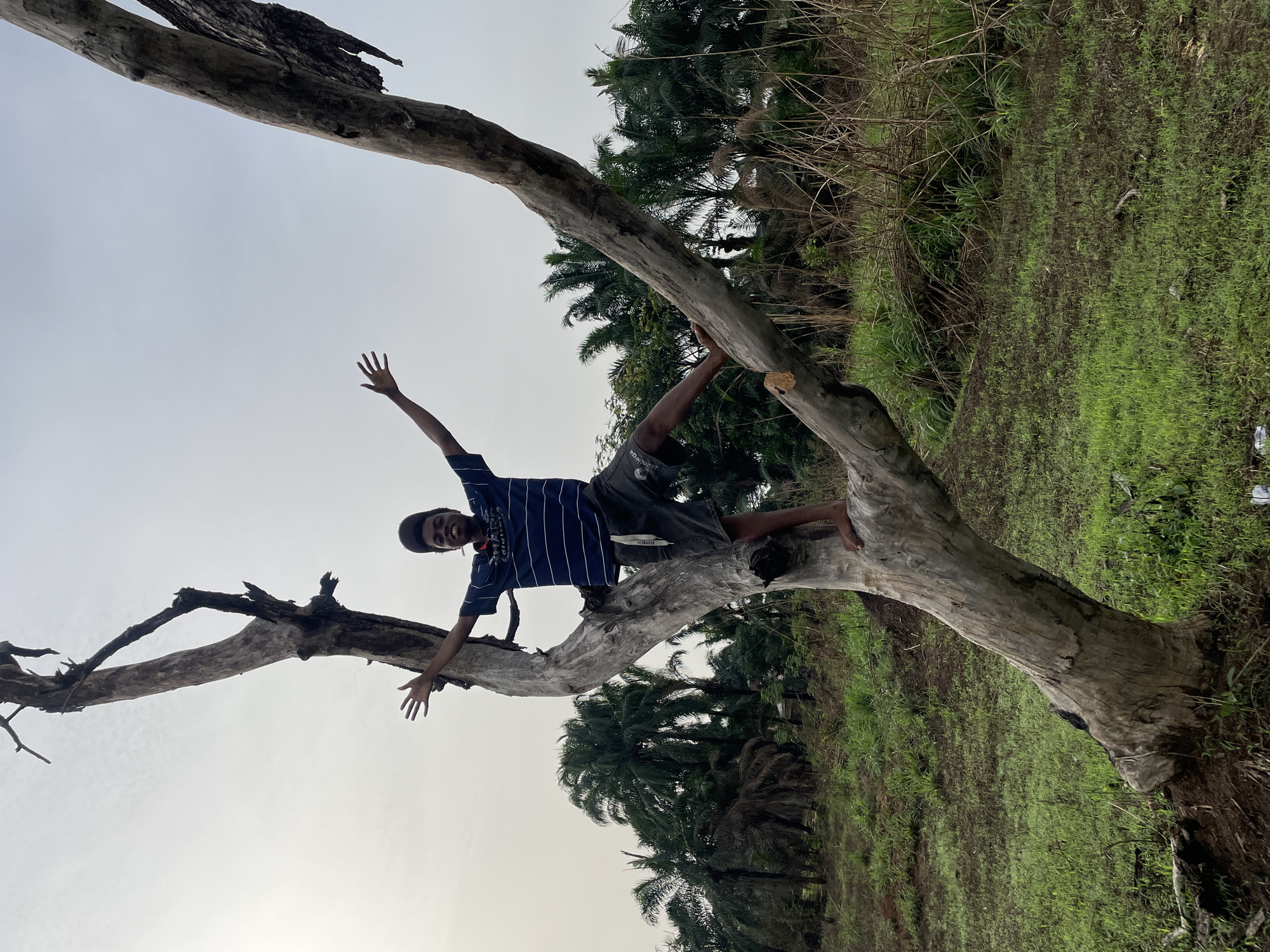 The image depicts a young person positioned on a large, fallen tree branch, likely in a rural or semi-rural environment near Agba Umana, Nigeria. The individual is wearing a blue and white striped shirt and dark shorts, with arms outstretched. The tree is bare and appears to be dead, with its trunk and branches prominently featured against the sky and surrounding vegetation. The background includes palm trees, grassy areas, and other plant life. The sky is overcast.