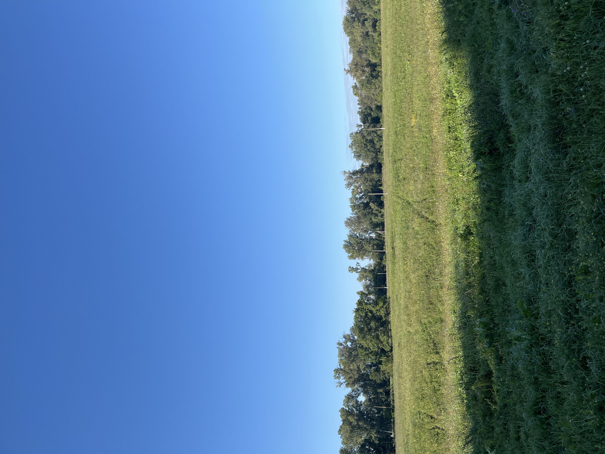 The image depicts a vast, verdant field under a clear, bright blue sky. The field is predominantly covered in lush green grass, with some patches appearing lighter and drier, indicating variations in moisture or sunlight. In the distance, a line of diverse trees forms a natural horizon, with some appearing deciduous and others coniferous. Several thin, vertical poles are scattered intermittently throughout the field. The foreground of the field is cast in a deep shadow, suggesting the sun is low in the sky, possibly during early morning or late afternoon. The overall scene is serene and natural, devoid of any human presence or man-made structures beyond the poles. The specific location in Blagoveshchensk, Russia, cannot be determined from the visual information provided in the image.