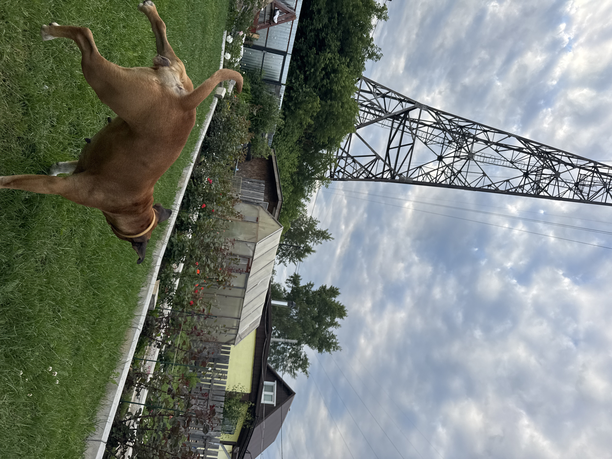 A medium shot captures a brown dog in a grassy yard in the city of Chaikovsky, Russia, under a cloudy sky. The dog, facing away from the camera and to the left, is positioned in the foreground with its hindquarters visible. Its tail is held high, and its back legs are splayed. The yard features neatly trimmed green grass and a concrete border. In the mid-ground, a garden bed with rose bushes and some blooming red flowers runs along the concrete border. Behind the garden, a greenhouse structure is visible, alongside a small wooden shed and a wooden fence. A yellow building with a dark roof and a white-framed window stands further back. Dominating the upper left portion of the image is a tall, dark metal power line tower, its lattice structure extending into the sky. Power lines are strung across the sky, disappearing into the distance. The background consists of dense green trees and the overcast sky.