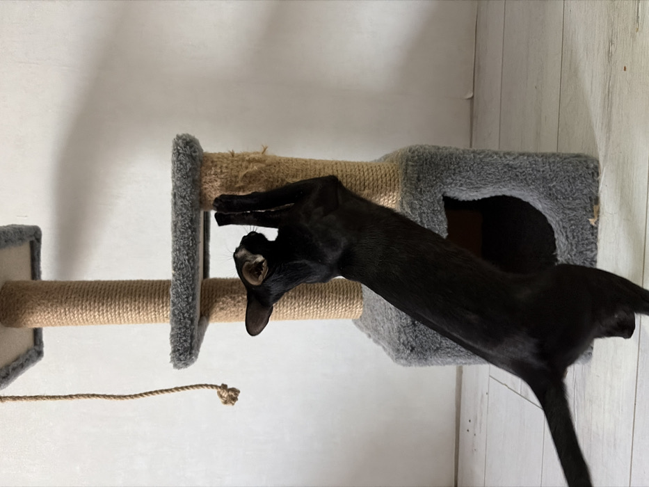 The image displays an indoor residential scene within the city of Chaikovsky, Russia. A sleek, short-haired black cat is captured mid-action, standing upright on its hind legs with its front paws extended and pressed against the sisal-wrapped pillar of a multi-tiered cat scratching post. The cat's head is oriented towards its right, looking upwards at the post. The scratching post features grey plush platforms and an integrated, open-faced hideaway enclosure at its base, also covered in grey plush material. A braided rope toy, knotted at its end, hangs from the upper section of the scratching post. The background is a plain white wall, and the floor consists of light-colored wooden planks. Small dark and light specks are scattered on the floor surface.