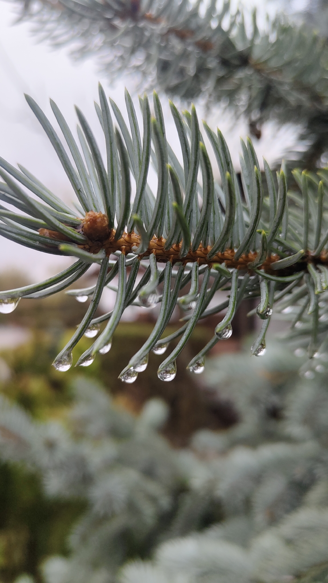A close-up shot of a blue spruce branch with water droplets clinging to the needles. The branch is light bluish-green with light green tips. Small, brown, bud-like structures are visible along the branch where the needles connect. The water droplets hanging from the needles are clear, reflecting the surroundings. The background is blurred, revealing other parts of the tree and hints of greenery. The location, Krasnoyarsk, Russia, is not visually evident in the image.