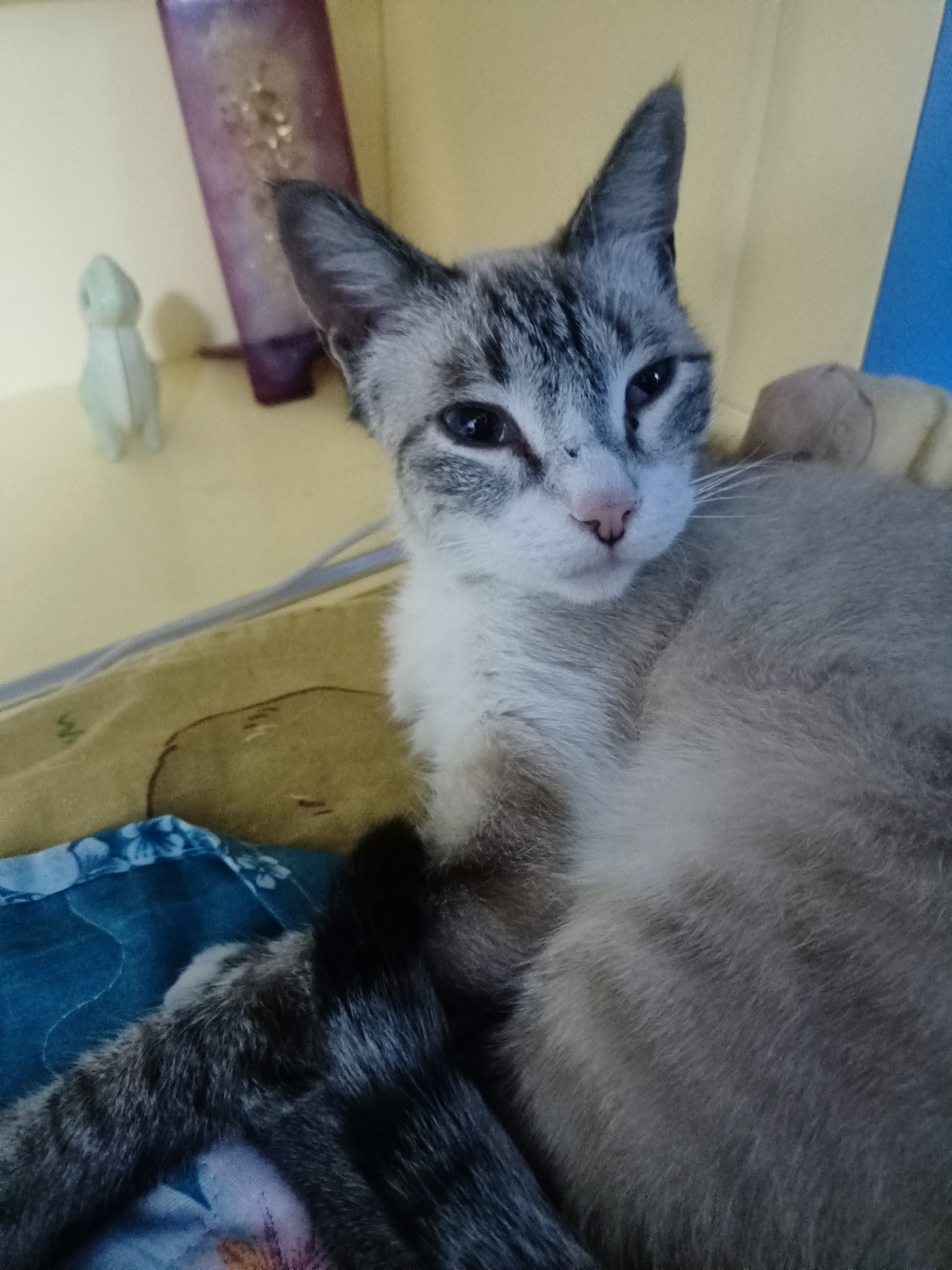 A domestic cat with gray and white fur is lying on a blue and yellow patterned blanket. The cat is looking towards the camera with its eyes open. The background consists of a yellow wall with a purple object and a small white figurine. The scene appears to be indoors, possibly in a residential setting in Almaty, Kazakhstan.
