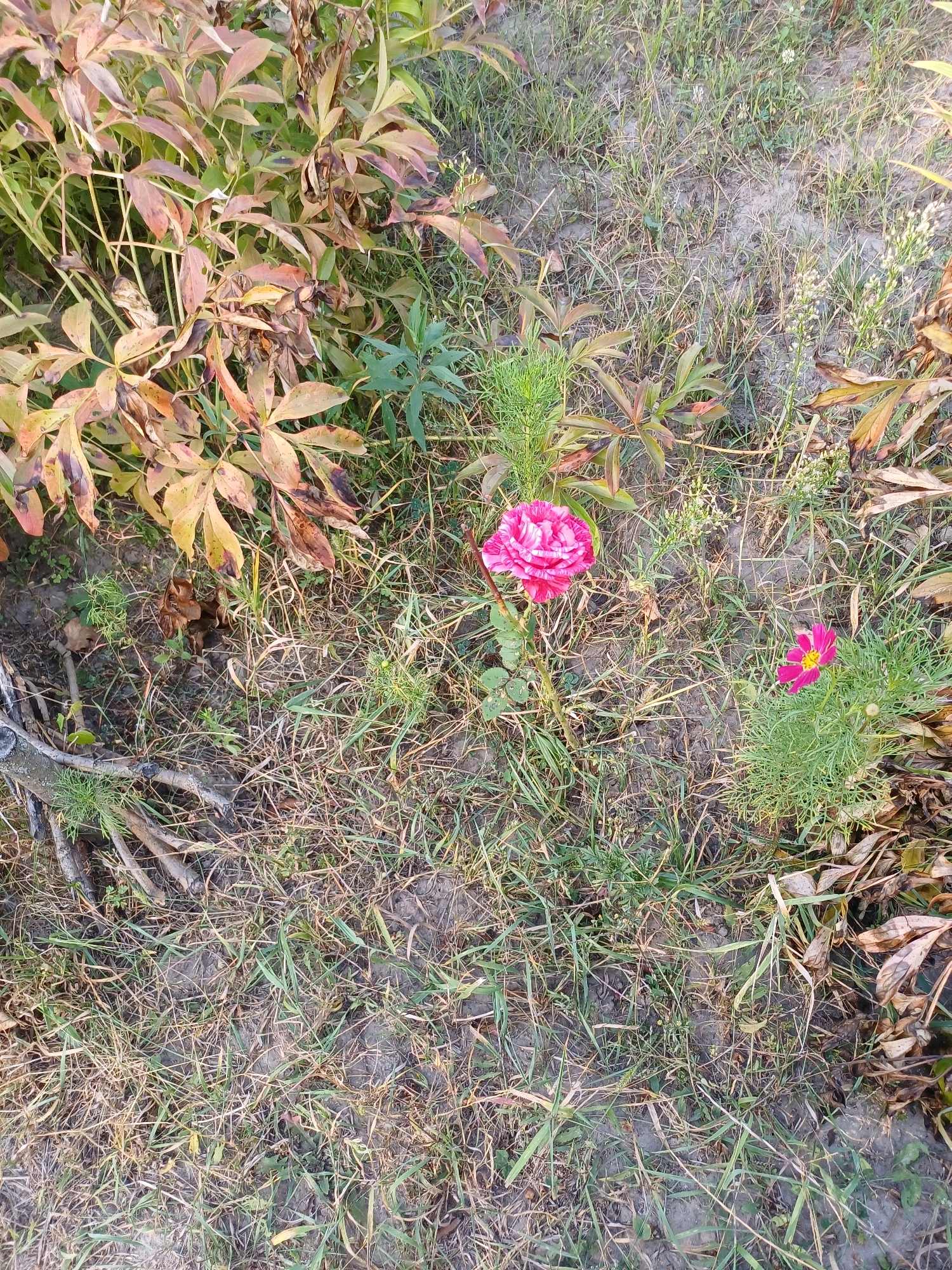 A single pink and white striped rose blooms in the center of the frame. To the right of the rose, a smaller pink flower with a yellow center is visible. The flowers are surrounded by dry grass, fallen leaves, and some green foliage. The ground appears to be dry and dusty. The scene is an outdoor setting, likely a garden, with no people or animals present. The location is identified as Sulymivka, Ukraine.
