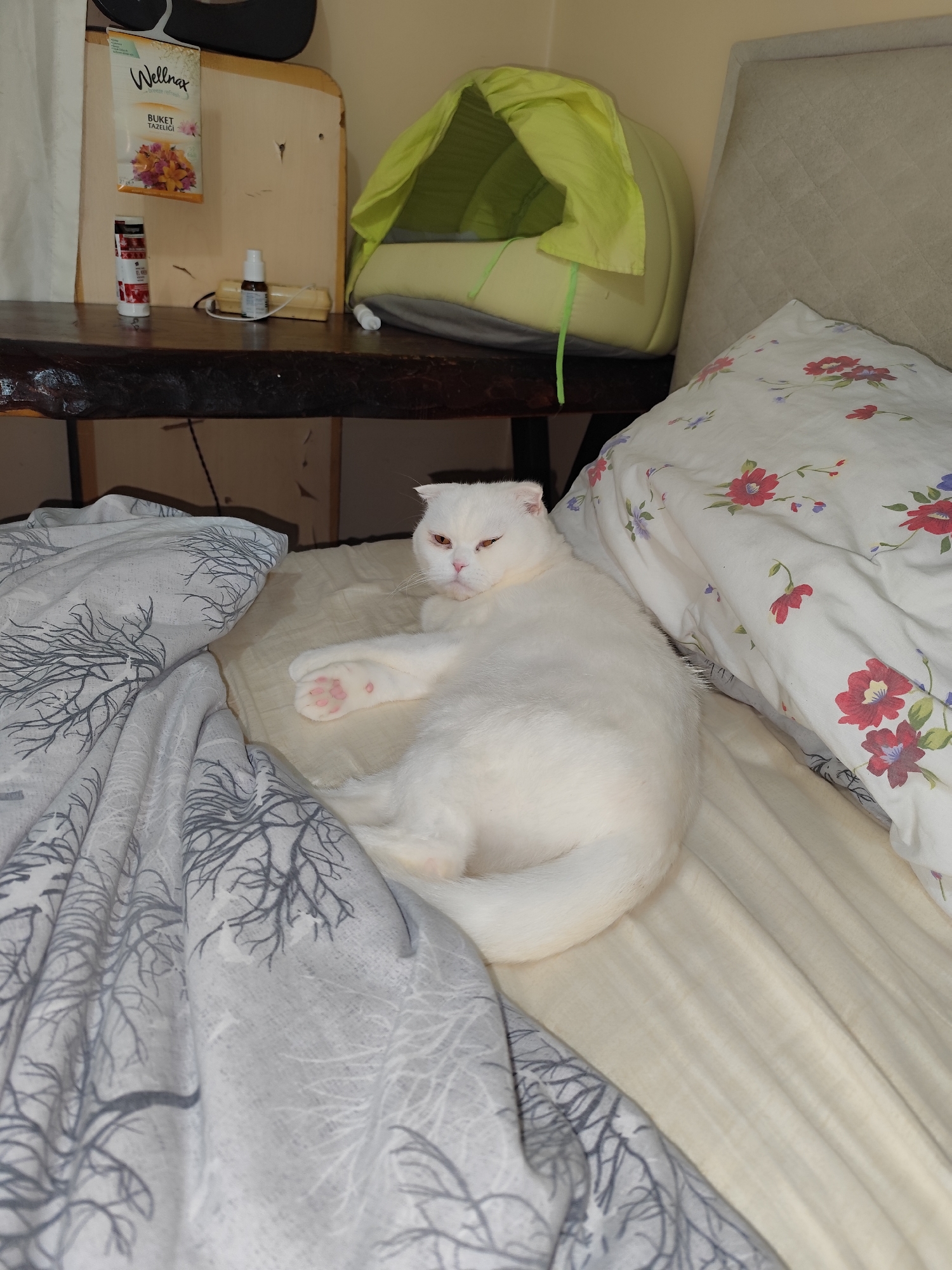 A white Scottish Fold cat lies on a bed with floral print pillows and a gray and white tree branch patterned blanket. The bed has a light tan fitted sheet. Behind the bed is a nightstand with various objects, including a Wellnex branded box and a green cat tent. The scene is indoors, likely a bedroom in Sarıyer, Turkey.