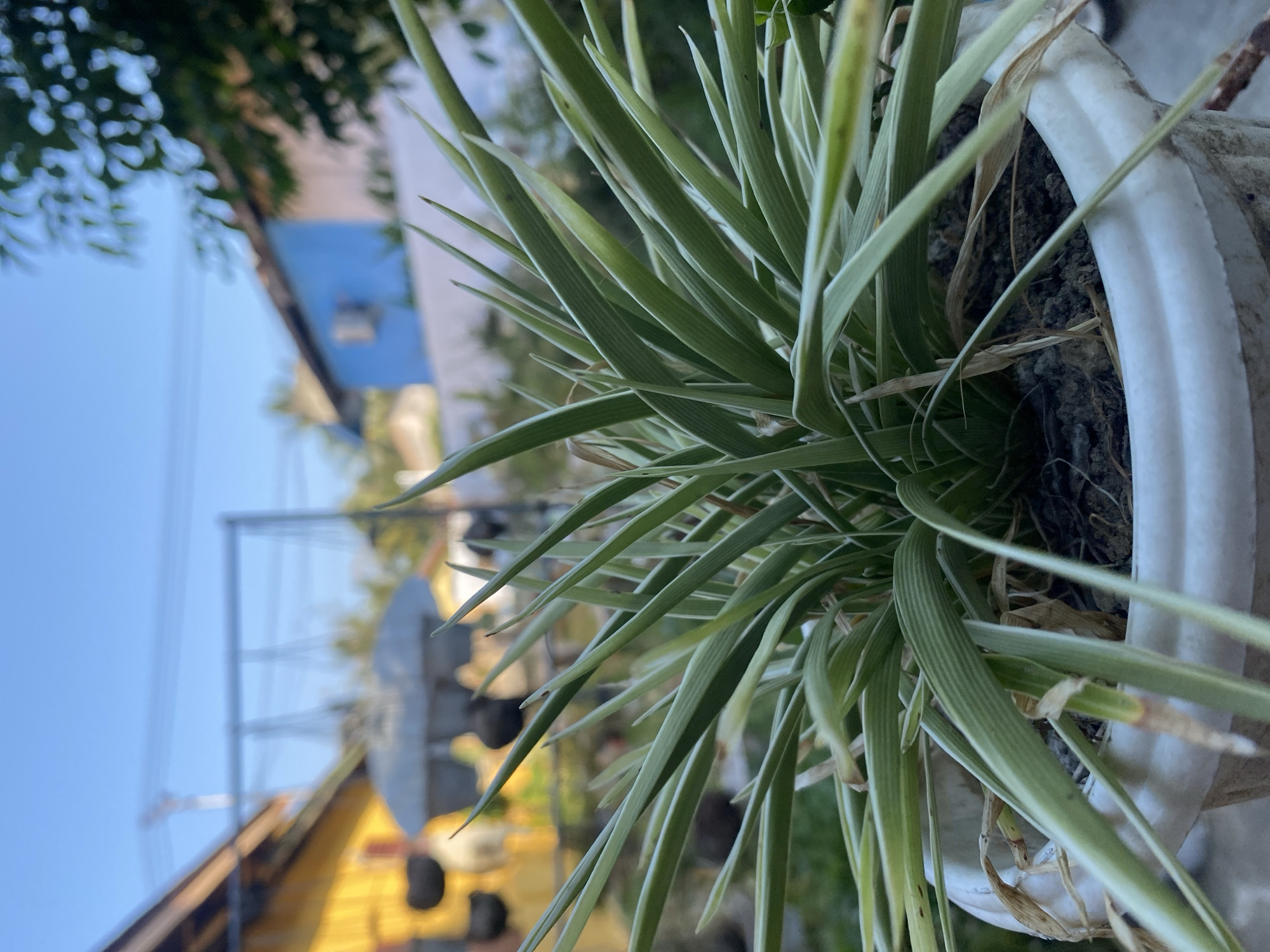The image shows a close-up of a spider plant in a white pot. The plant has long, slender leaves with green and white stripes. In the background, there are two houses, one painted yellow and the other blue, under a clear blue sky. There are also some trees and wires visible in the distance. The scene appears to be outdoors, possibly in a residential area. The time of day is likely morning or late afternoon due to the quality of light.