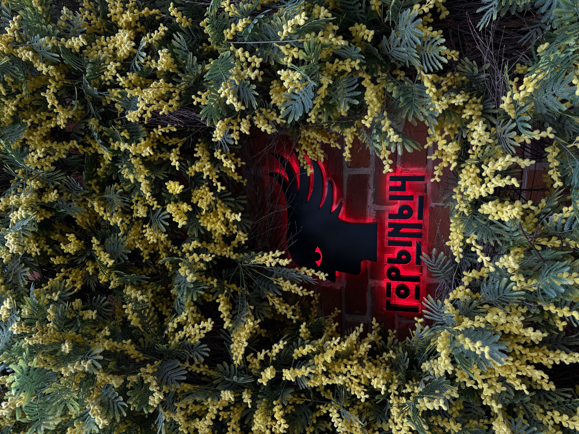 The image shows a brick wall adorned with a decorative arrangement of mimosa branches. A neon sign depicting a silhouette of a creature with horns and the inscription "Горький" (Gorky) in Cyrillic letters is placed in the center, illuminated in red. The scene is reminiscent of a restaurant or bar front, possibly in Kazan, Russia, considering the Russian name on the sign. There is no additional information provided on people, subjects, objects, actions, interactions or the environment.