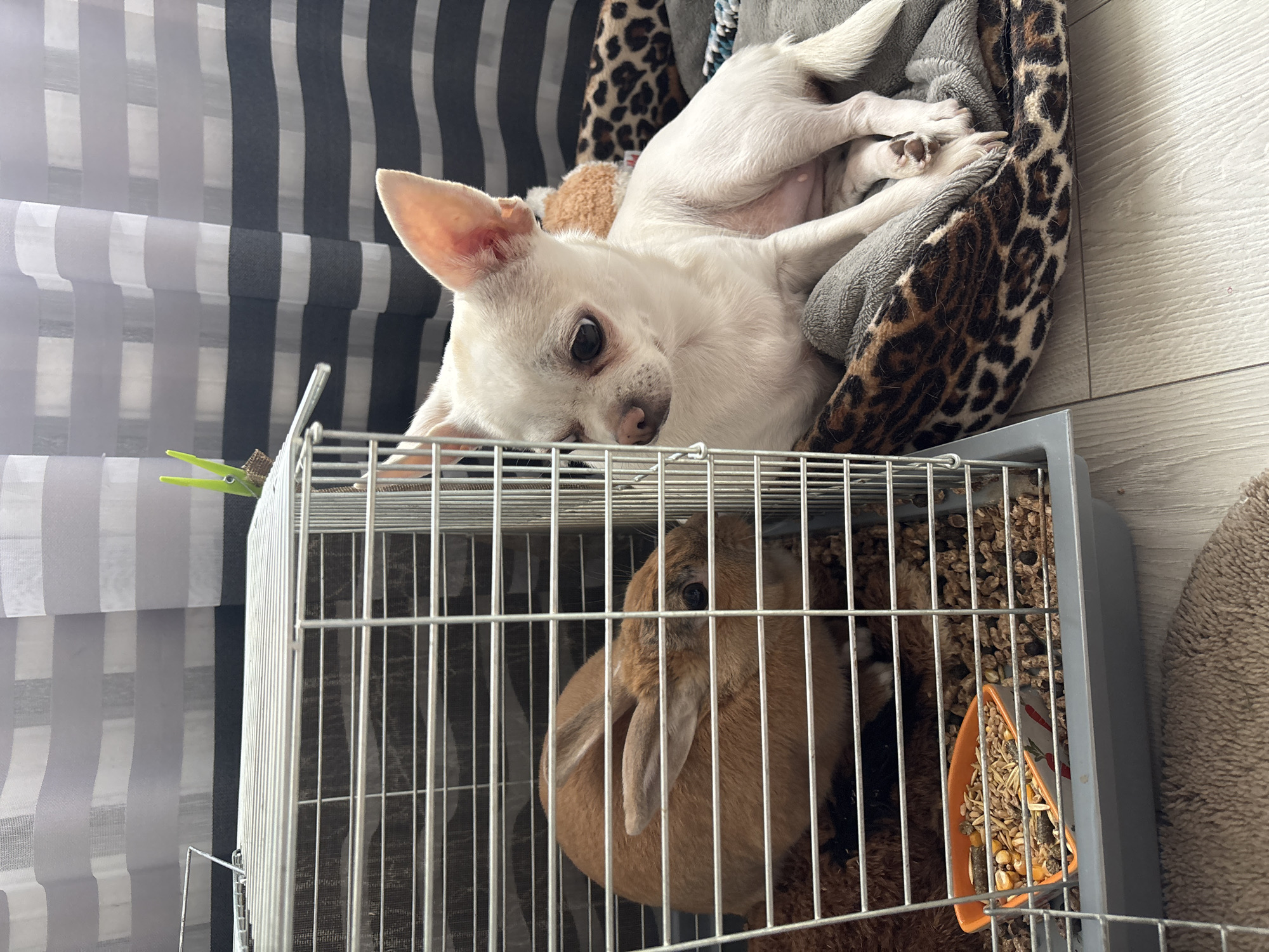 A tan rabbit is inside a wire cage on the floor, with a food bowl containing pellets and seeds. To the right of the cage, a small white Chihuahua dog is resting on a leopard-print dog bed. The dog is looking towards the rabbit. In the background, a striped curtain is visible. This scene is located in Shepetivka, Ukraine.