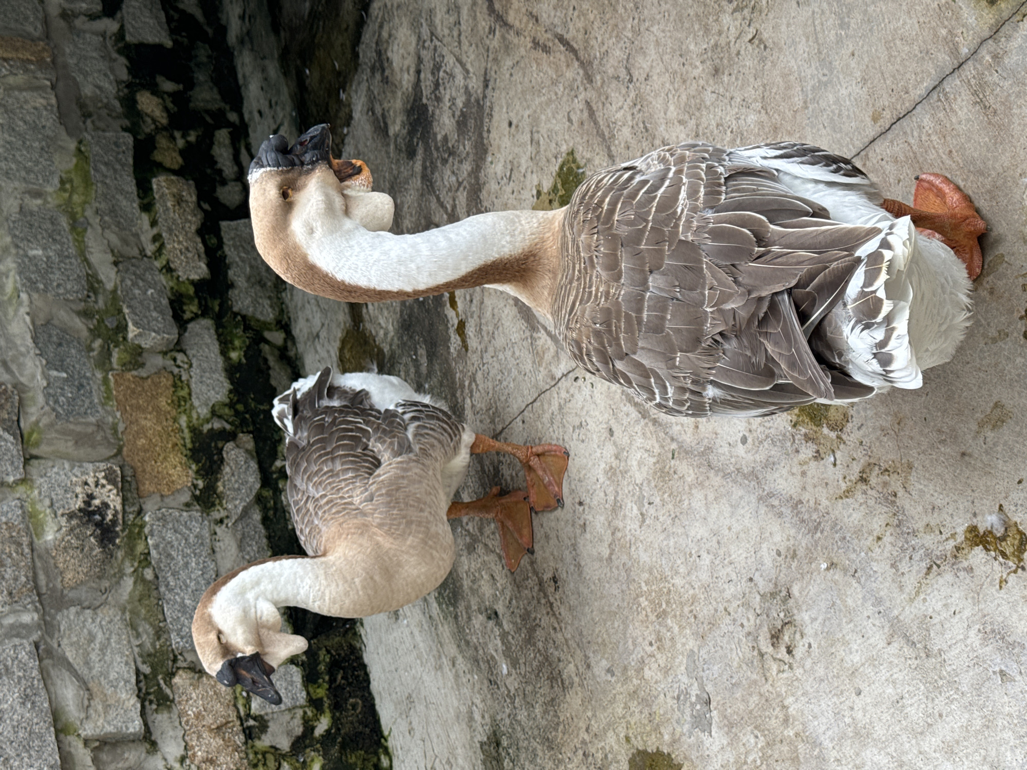 Two geese are lying on a concrete surface next to a stone wall. The goose in the foreground is mostly white with some brown and gray feathers. Its head is bent down, and its beak is black with a hint of orange. The goose in the background is larger and has more prominent brown and gray feathers. Its neck is extended, and its head is turned to the left, with a black beak and a small orange patch near the nostril. Both geese have orange feet. The concrete surface appears weathered and has some darker stains. The stone wall is made of rough, irregular stones, some of which are covered in green moss. The lighting suggests it is daytime. The scene appears to be outdoors, possibly in an enclosure or a park.