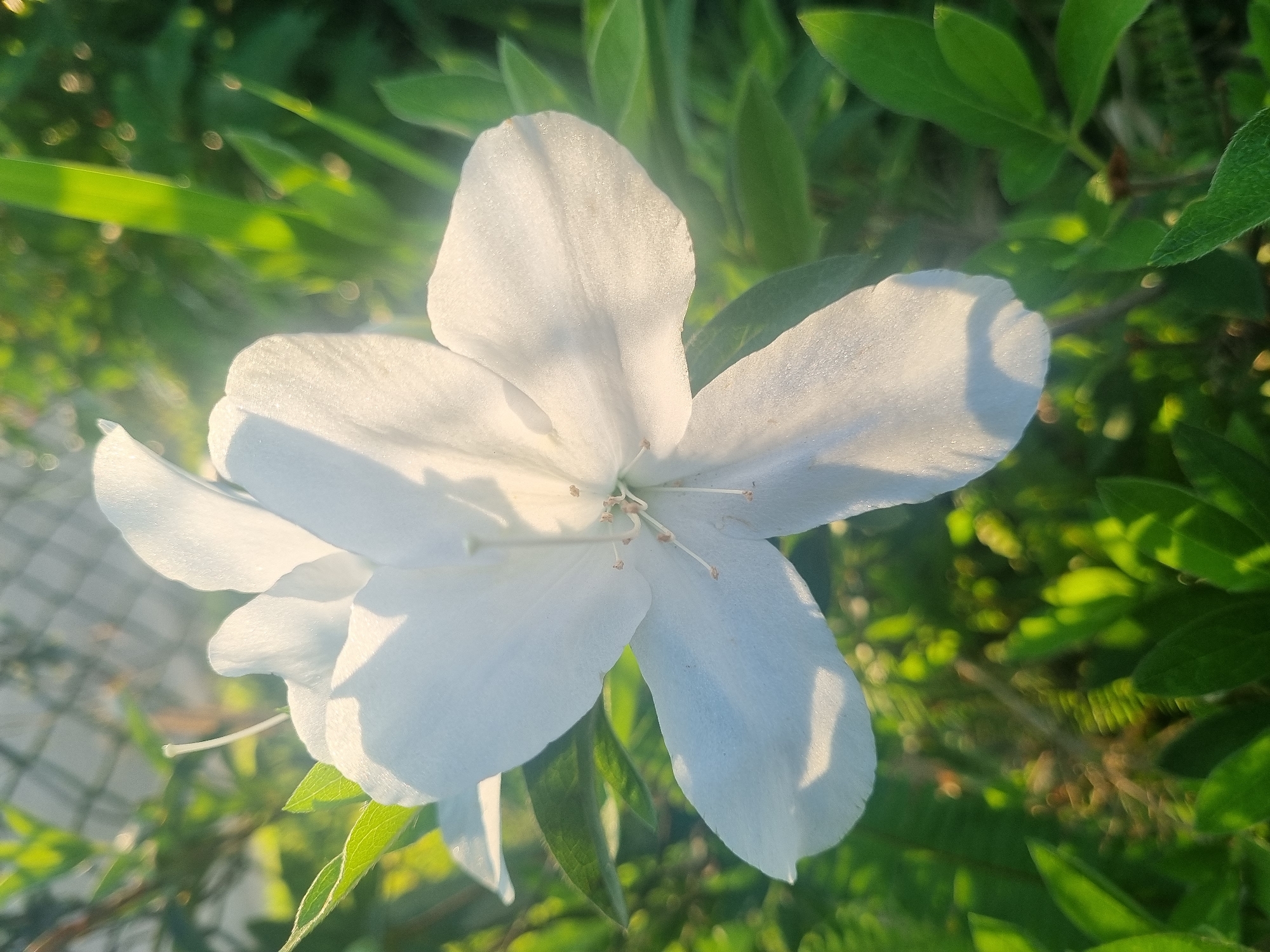 A close-up, eye-level shot captures a delicate white flower blooming amidst lush green foliage. The flower, likely an azalea or rhododendron, is the main subject, its five petals unfurling to reveal a cluster of stamens in the center. The petals are soft and slightly translucent, catching the golden light of the sun, which casts gentle shadows on their surface. The background is a blur of green leaves and out-of-focus bokeh lights, suggesting a garden or natural setting. The overall impression is one of natural beauty and tranquility. The scene appears to be located in Laranjal Paulista, Brazil, a region known for its diverse flora.