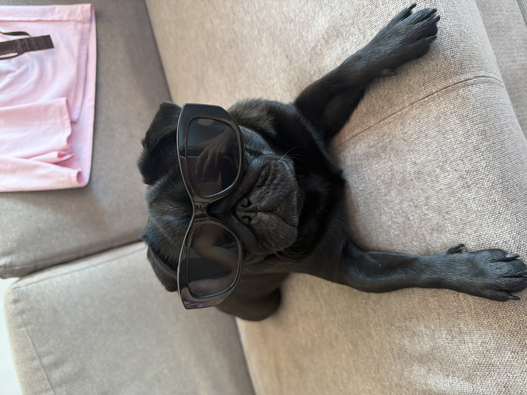A black pug wearing oversized black sunglasses is lying on a gray couch. The pug is positioned in the center of the frame, facing forward with its paws extended. The couch appears to be in a domestic setting, possibly a living room. In the background, a pink garment is draped over the back of the couch. The lighting suggests an indoor environment, possibly daytime. There is no indication of the location being in Sirius, Russia.