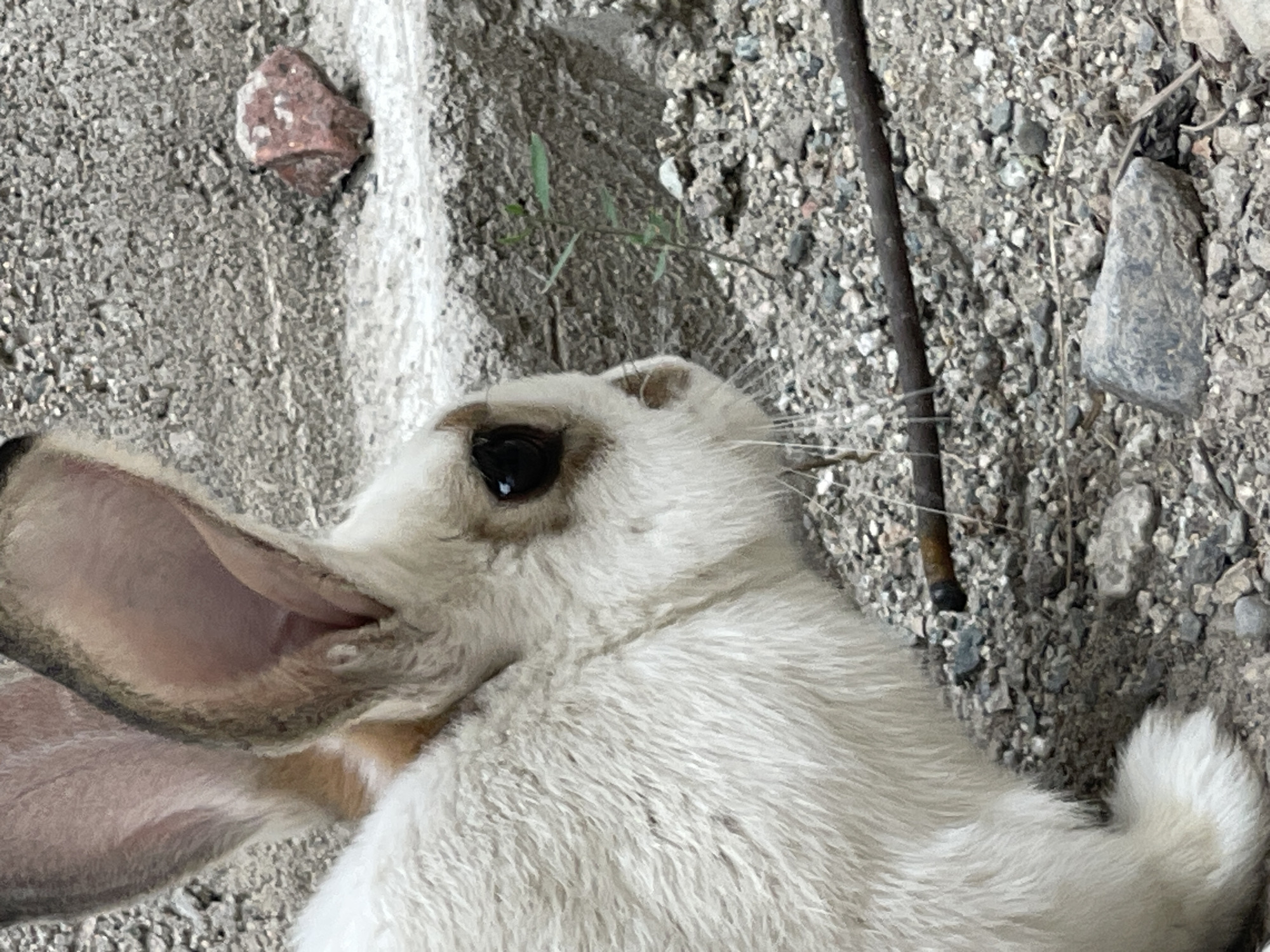A close-up shot shows a white rabbit lying on a rough, gravelly surface. The rabbit's fur is predominantly white, with hints of gray and pink on its ears. Its large, dark eye is visible, looking slightly upward. The background consists of scattered rocks and a concrete-like structure, suggesting an outdoor environment. A thin, dark stick runs diagonally across the frame, partially obscured by the rabbit and the ground. The lighting appears to be natural, suggesting it is daytime. There is no visible text in the image. The setting is consistent with an urban or semi-urban area in Bishkek, Kyrgyzstan, where rabbits might be found in parks, gardens, or less manicured outdoor spaces. The rabbit appears relaxed, with its ears spread slightly, indicative of a calm state.