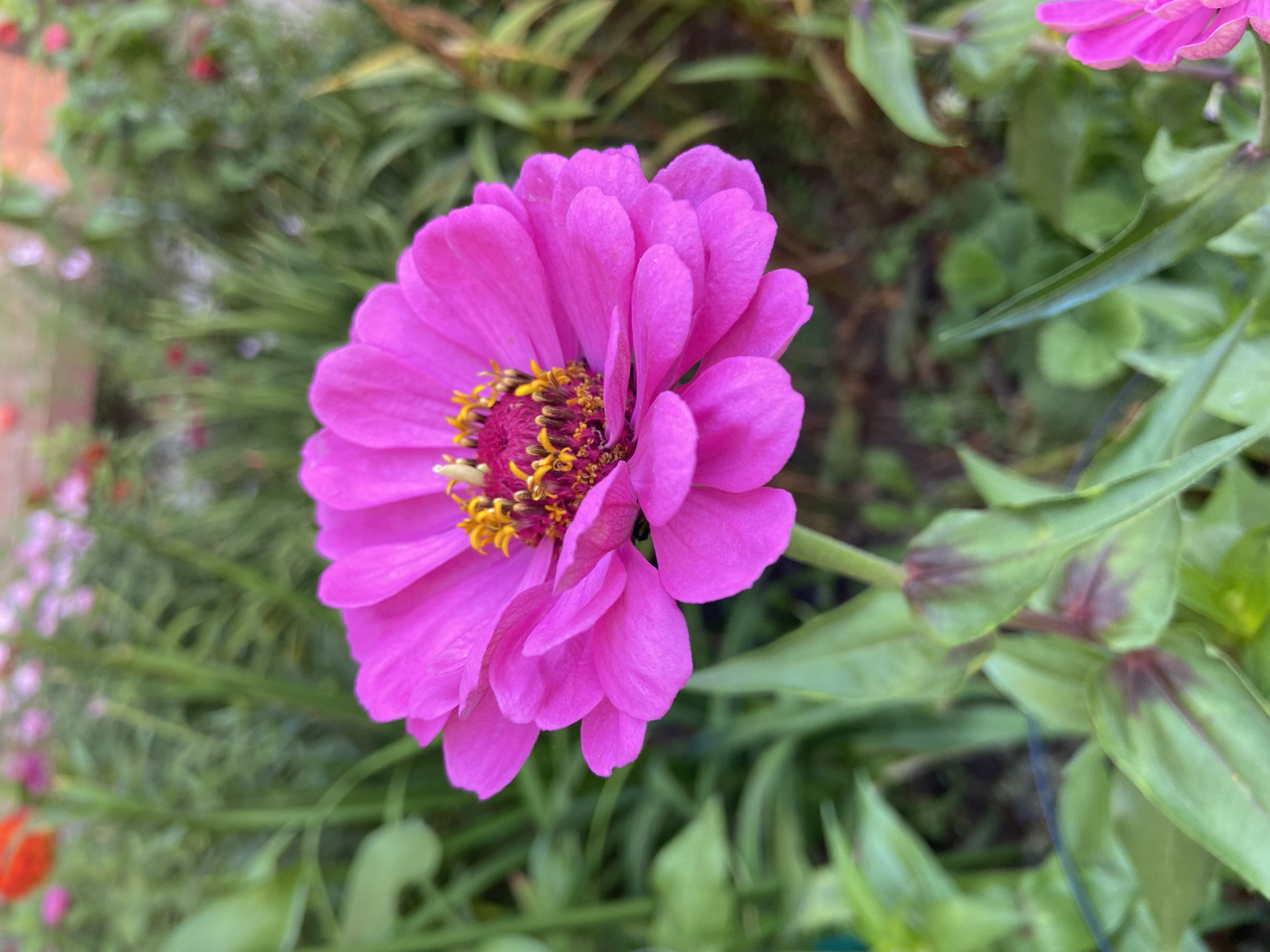 A bright pink zinnia flower is in focus in the foreground, its petals fanning out around a central cluster of yellow stamens and dark purple pistils. The flower is supported by a green stem and leaves, some of which show hints of reddish-purple coloration. The background is blurred, revealing a garden setting with more flowers and greenery. To the left, glimpses of blurry red and pink flowers can be seen. To the right, more blurred green foliage and hints of a reddish-brown structure, possibly a brick wall, are visible. The overall lighting suggests an outdoor, daytime scene, likely in a garden environment. There are no people or animals present in the image.