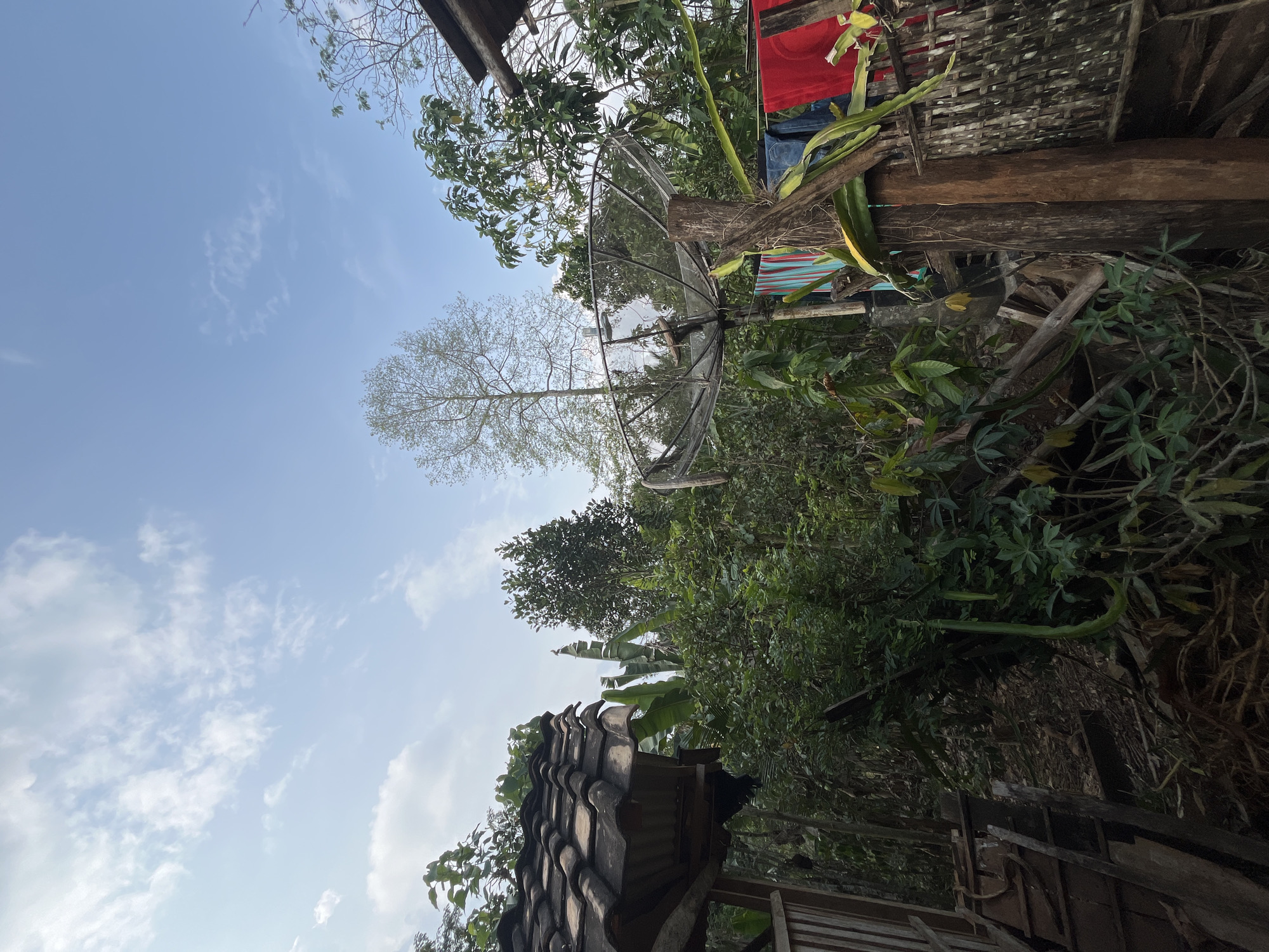 In Karang Sari, Indonesia, a satellite dish is mounted on a wooden post in a lush, overgrown yard. The dish is partially obscured by dense green foliage and a tall, bare tree that dominates the background. To the left, a rustic wooden structure with a tiled roof is visible, suggesting a dwelling or storage area. Laundry, including colorful towels and what appears to be a striped blanket, is hanging on a line near the satellite dish, indicating human presence. The sky above is a clear blue with scattered white clouds, hinting at daytime. The scene captures a blend of modern technology with the natural environment and everyday life in a rural Indonesian setting.