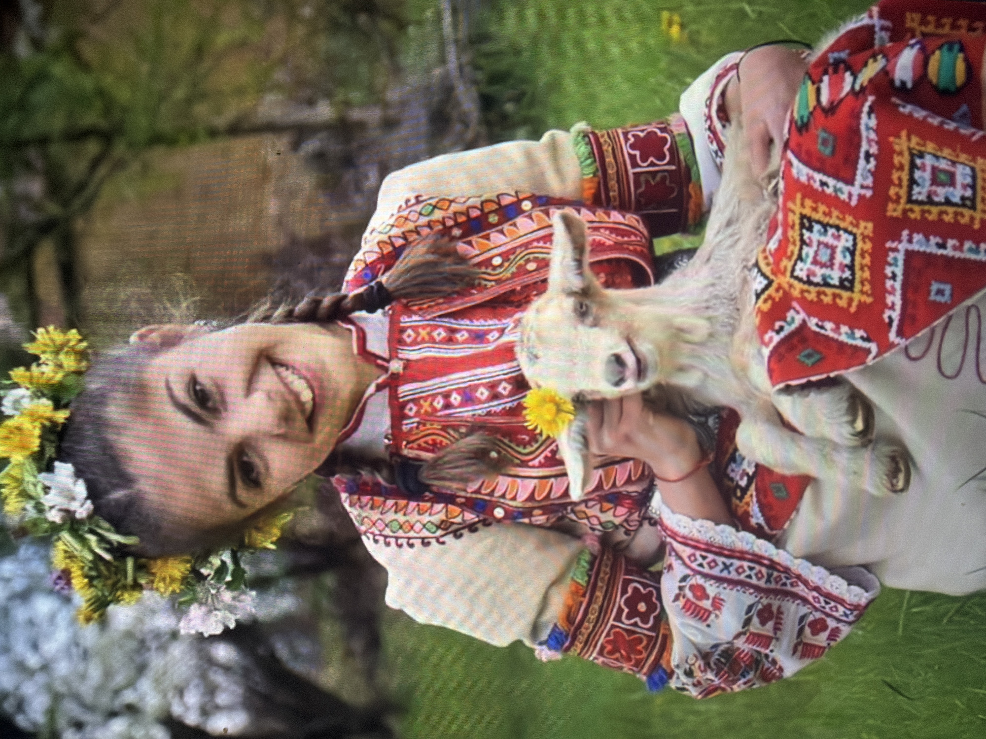 In the city of Shumen, Bulgaria, a young female is positioned outdoors, smiling broadly towards the viewer. She wears her dark hair in two visible braids and is adorned with a floral wreath on her head, comprising yellow dandelions, white, and pinkish-purple blossoms with green foliage. Her attire is traditional Bulgarian folk dress: a white long-sleeved blouse intricately embroidered with red, blue, orange, and green geometric and floral patterns on the sleeves, finished with a white lace cuff. Over this, she wears a red sleeveless overdress or vest featuring extensive, multi-colored geometric embroidery in shades of red, white, orange, blue, green, pink, and yellow. A red bracelet is present on her right wrist.
She holds a small, white baby goat, or kid, on her lap. The goat has short, light-colored fur, faces the viewer, and has its mouth slightly agape. A single yellow dandelion flower is placed behind the goat's left ear. A red textile, patterned with geometric designs in red, yellow, black, white, and blue, is draped across her lap, partially supporting the goat. The ground is covered in lush green grass, with out-of-focus trees in the background, some displaying white blossoms, indicative of springtime. Scattered yellow dandelions are visible in the distant grass.