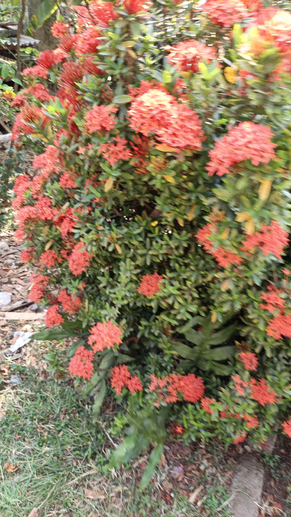 A close-up, slightly blurred, outdoor shot captures a dense bush of vibrant red Ixora flowers and their green foliage. The bush occupies the majority of the frame, with a few fallen leaves and some grass visible in the lower left corner. The ground appears to be a mix of dry leaves, dirt, and some visible gravel. A blurred, gray stone or concrete object is also visible on the lower right. The scene is situated in Cikal, Indonesia.