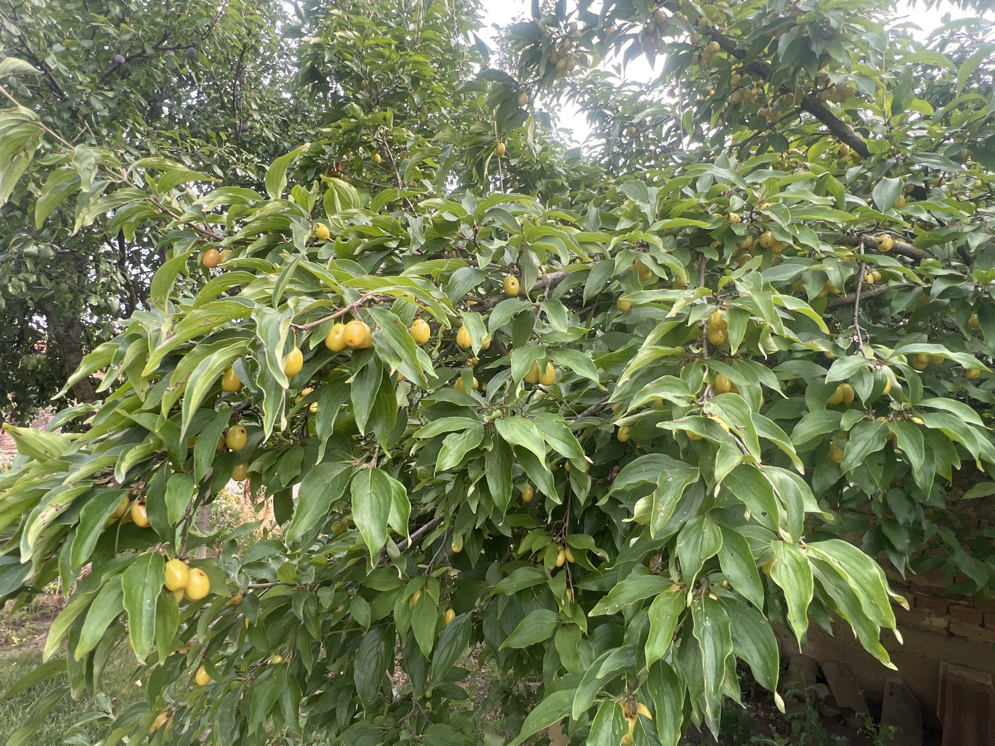 This image showcases a close-up view of a tree laden with small, yellow fruits, possibly cornelian cherries, against a backdrop of lush green foliage. The branches are densely packed with vibrant green leaves, some of which appear to have a slight variegation. The fruits, clustered together in small groups, hang from the stems, adding pops of color to the verdant canopy. The lighting suggests it might be daytime, possibly late afternoon, given the soft illumination filtering through the leaves. The background hints at an outdoor setting, with glimpses of what could be a garden or orchard, and a rustic brick structure visible on the right side of the frame. The overall impression is one of abundance and the natural beauty of a fruit-bearing tree. The context provided places this scene in Ohrid, Bulgaria, suggesting a specific geographical and cultural setting for this harvest or natural display. There is no visible text in the image.