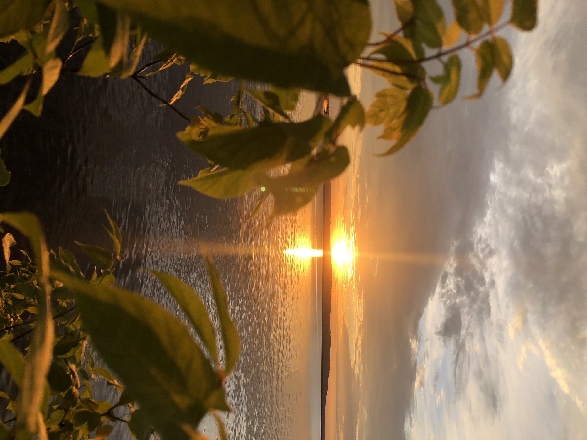 A vertical, medium shot captures a serene sunset over a body of water, possibly a reservoir or large river, framed by the out-of-focus leaves of a tree in the foreground. The sun, a bright, radiant orb, sits just above the horizon, casting a golden, shimmering reflection across the water's surface. The sky above is a canvas of warm hues, transitioning from vibrant orange near the sun to soft grays and hints of blue as it ascends. Wispy clouds are scattered across the sky, adding texture and depth. In the distance, a dark, undulating silhouette of land forms the distant shore. On the left side of the frame, a faint structure, possibly a bridge or building, is visible near the horizon. The water is calm, with subtle ripples reflecting the sky's colors. The foreground foliage, bathed in the warm glow of the sunset, exhibits shades of green and yellow, with some leaves appearing almost translucent. The overall atmosphere is tranquil and picturesque, evoking a sense of peace and natural beauty. The scene is likely located on the Kama River embankment in the city of Chaikovsky, Russia, a popular spot for observing sunsets due to its expansive water views.