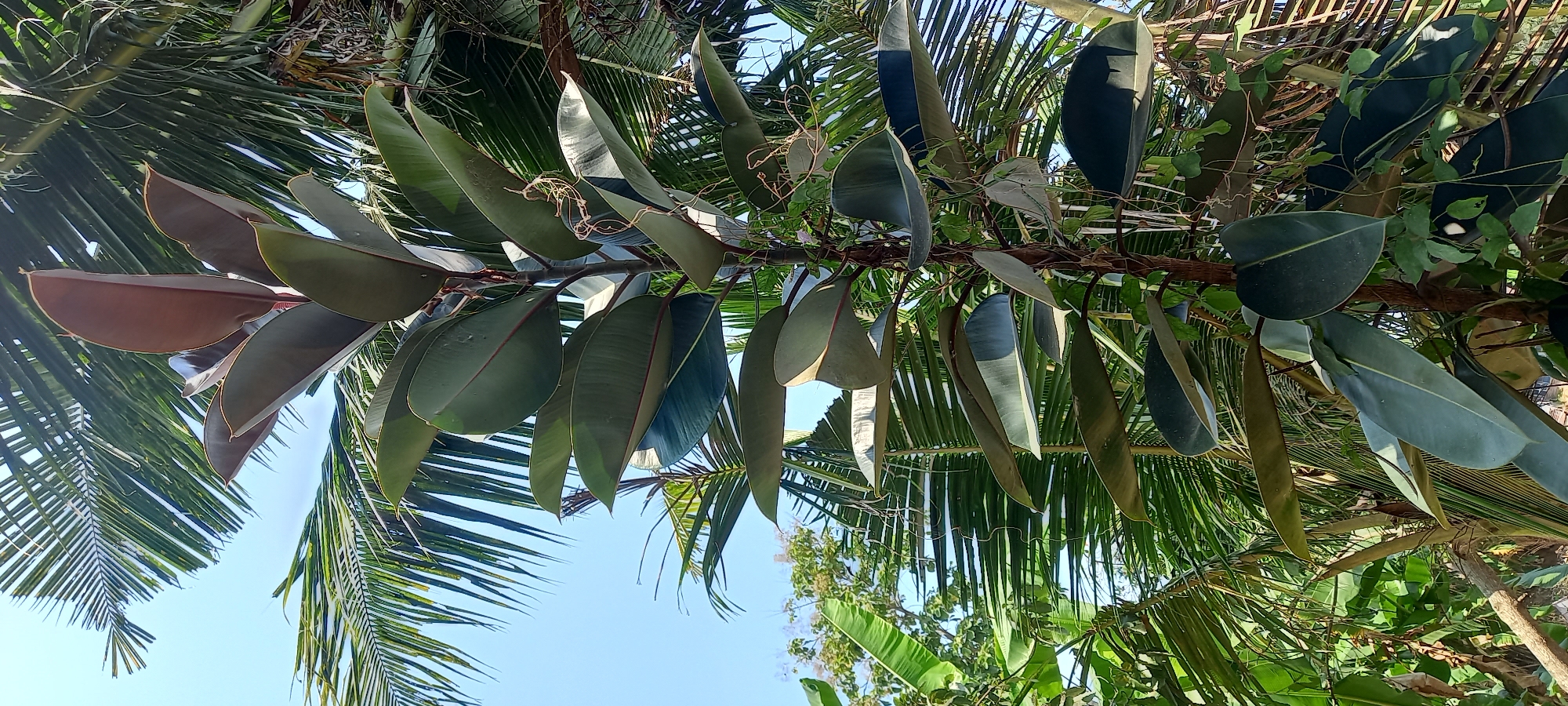 A medium shot captures a tall, upright rubber plant with large, dark green, leathery leaves and reddish-bronze undersides, set against a clear blue sky and lush green foliage. The plant's trunk is brown and woody, with tendrils of a smaller vine winding around it. In the background, palm fronds and other tropical greenery create a dense, verdant setting, typical of the tropical climate found in Sidamulya, Indonesia. The lighting suggests it is daytime, with sunlight illuminating the scene. There are no people or animals visible in the image.