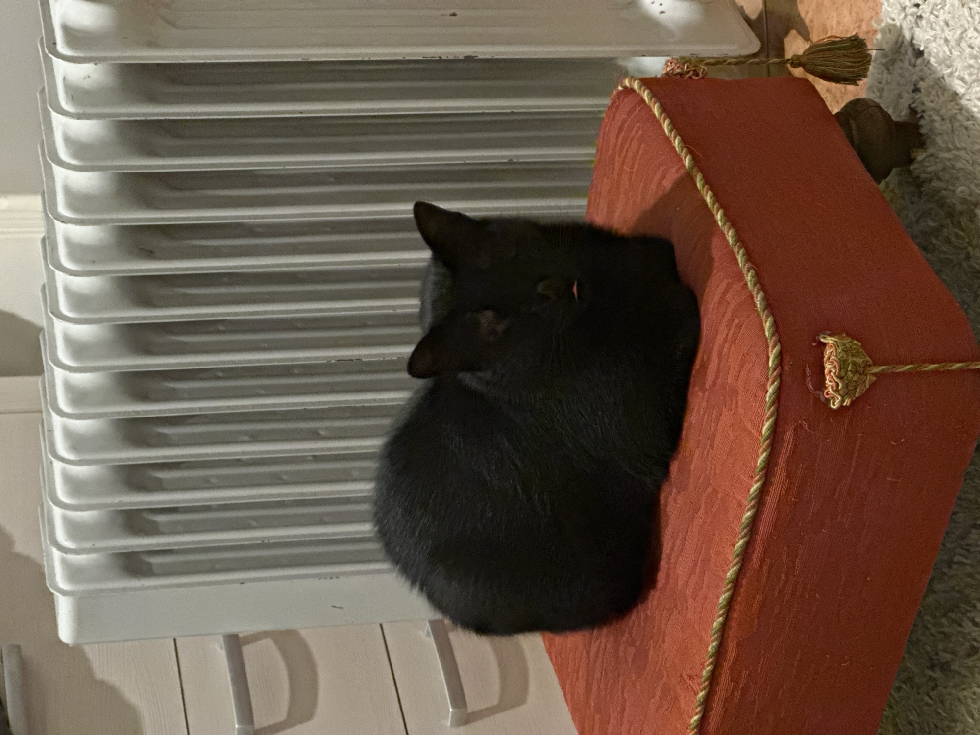 A black cat is curled up next to a white radiator and a red patterned cushion with gold trim. The scene is indoors. The location of Budva, Montenegro is not discernible from the image.