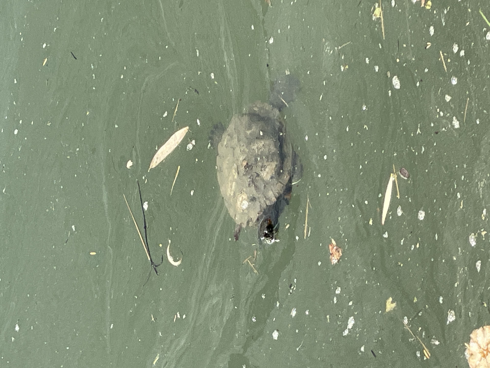 A turtle is swimming in murky green water. The water is filled with small white particles and some debris, including leaves and twigs. The turtle's shell is visible, and its head is above the water, with its eyes looking forward. The scene appears to be a natural body of water, possibly a pond or lake. No specific location in Sirius, Russia, can be identified from the image alone.
