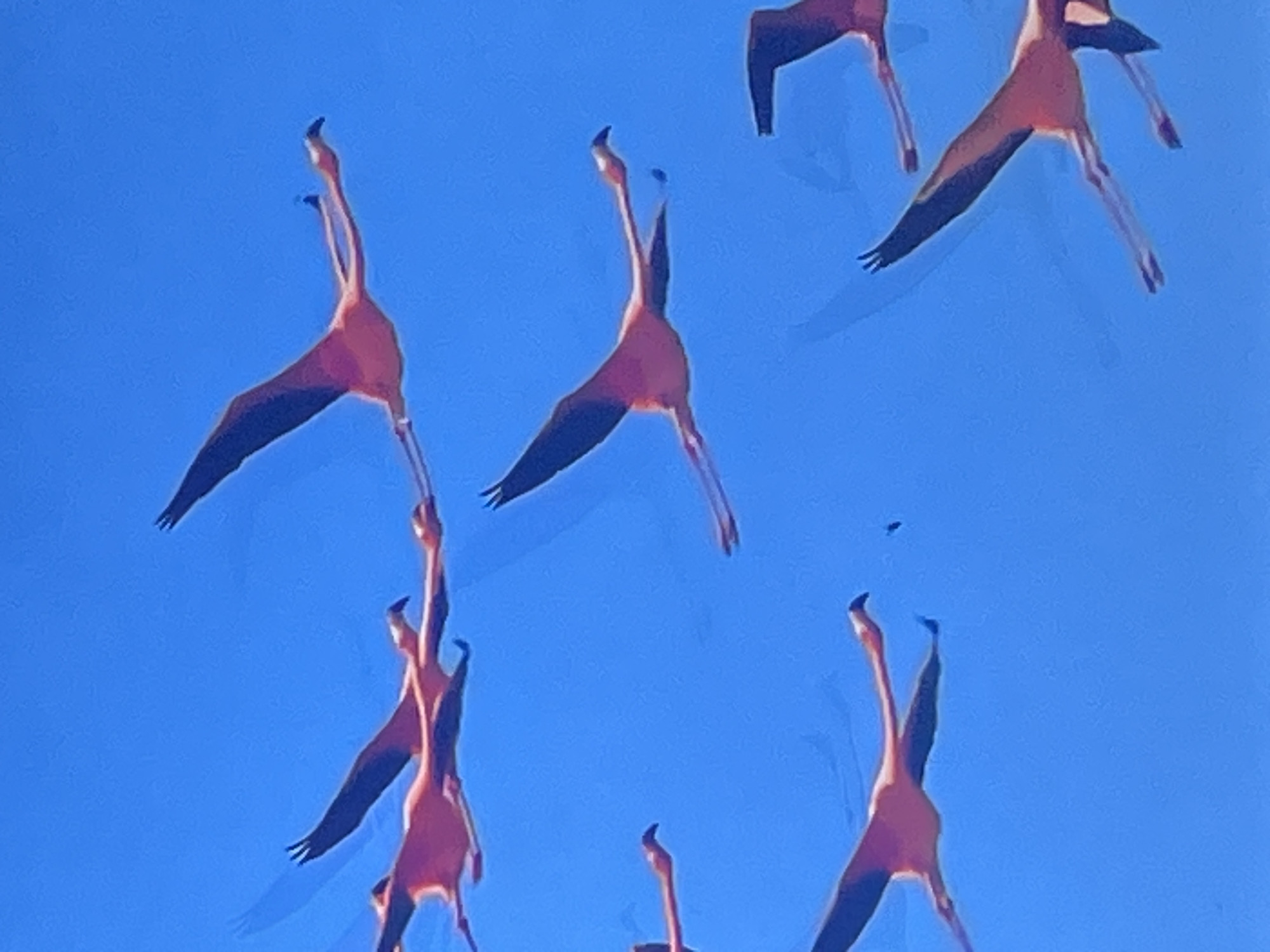 The image shows a flock of pink flamingos in flight against a clear blue sky. The flamingos are mostly in the upper half and center of the frame, with their wings outstretched. Their bodies are pink with darker wingtips. The sky is a solid, bright blue, with no clouds visible. There is a slight motion blur effect, suggesting the image was captured with a fast shutter speed to freeze the action of flight. The scene is natural and depicts wildlife in its element. The image does not contain any elements or context that would suggest it was taken in Casablanca, Morocco, or any other specific city.