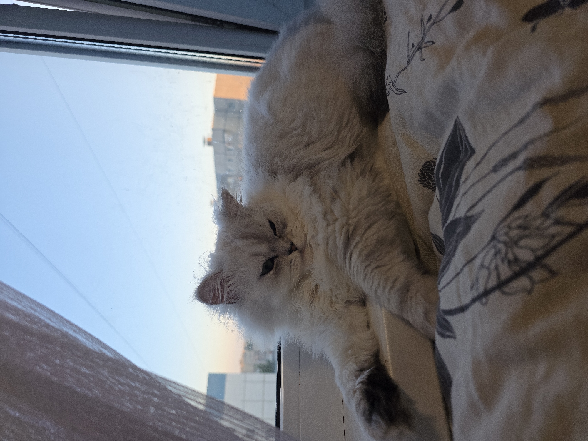 A light-colored, long-haired cat with dark points is lying on its side on a windowsill. The cat is looking at the camera with one eye partially closed. The windowsill is white and appears to be part of a window in an apartment building. Outside the window, the sky is a clear blue, with some buildings visible in the distance. The light suggests it is either sunrise or sunset. The cat is resting on a patterned fabric. The scene is likely in Novocheboksarsk, Russia.