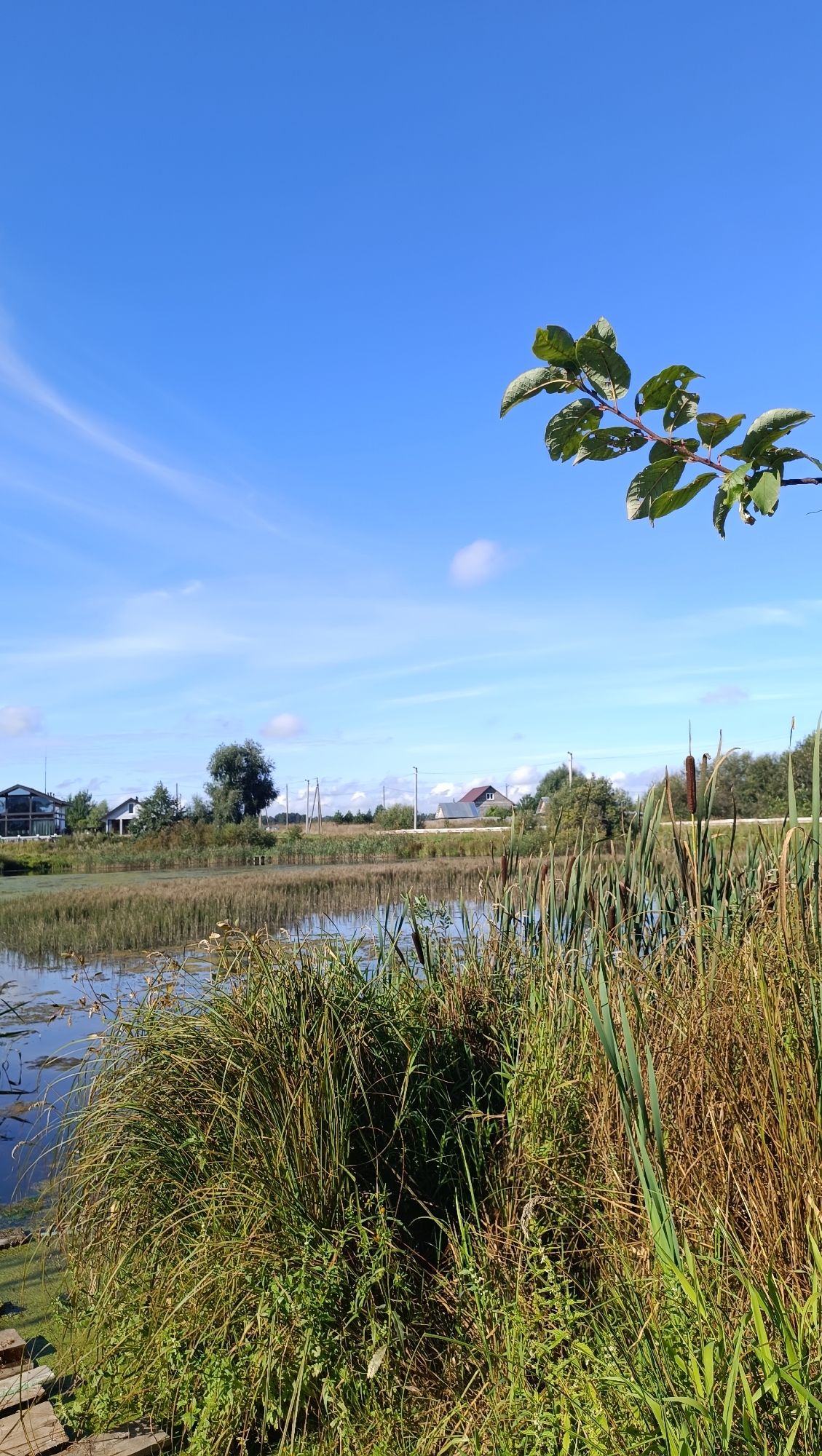 The image captures a serene lakeside scene with a vibrant blue sky and scattered white clouds. In the foreground, tall green reeds and grasses flank the calm water, which reflects the sky and surrounding vegetation. A few water lilies or similar aquatic plants are visible on the water's surface.
In the middle ground, a strip of dry reeds and grasses separates the water from a grassy field. Beyond this, a few houses and trees are scattered across the landscape, suggesting a rural or semi-rural environment. Power lines and poles are also present, indicating some infrastructure.
In the upper right corner, a branch with green leaves extends into the frame, providing a natural framing element. The overall impression is one of a peaceful summer day in a natural setting.
While the image provides a detailed view of a lakeside, it does not contain any explicit indicators of its location within the city of Karsha, Russia. The scene is consistent with many rural or suburban areas with bodies of water. There are no people, animals, or specific landmarks that would definitively place it in Karsha.
