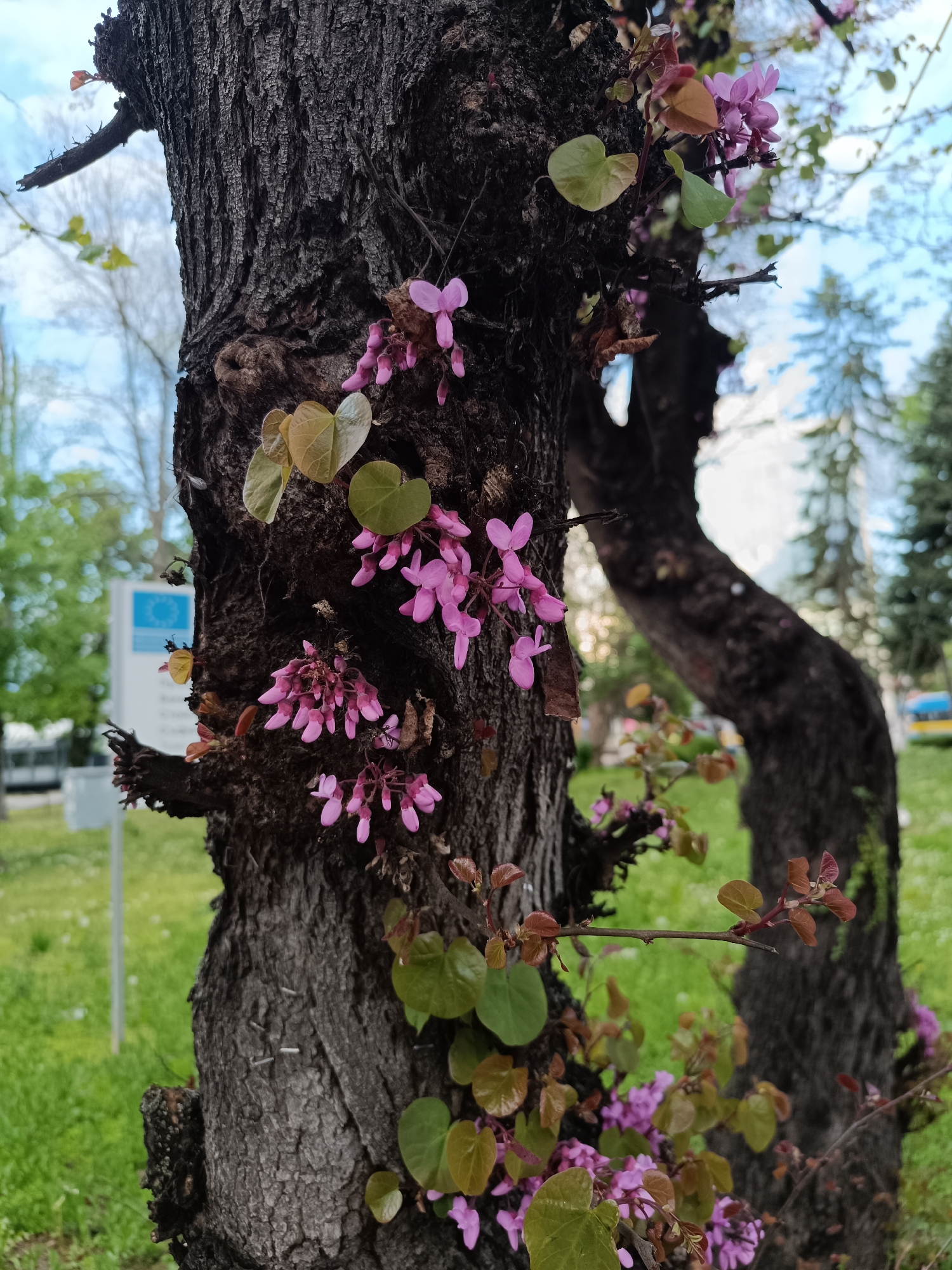 A close-up, vertical shot features a tree trunk with rough, dark bark blooming with clusters of small, pinkish-purple flowers and young, heart-shaped leaves. These flowers and leaves appear directly from the trunk and older branches, a phenomenon known as cauliflory. Some leaves are light green, while others display reddish-brown hues. The tree's bark is deeply furrowed and dark. Several small, metallic staples or similar objects are visible embedded in the bark on the left side of the trunk.
In the blurred background, green grass dominates the lower portion, suggesting a park or public green space. Another tree with a distinctively curved trunk stands out further back, out of focus. Distant pine trees are also visible. The sky overhead is partly cloudy or overcast, indicating daytime.
To the left of the main tree, a blurred blue and white sign is visible. Closer inspection of the crops reveals a blue rectangular sign with a white inner panel, possibly featuring a European Union emblem (stars) in the upper left corner and some unreadable text below it. The overall scene suggests springtime, given the fresh blooms and young leaves. The location context is Pleven, Bulgaria.