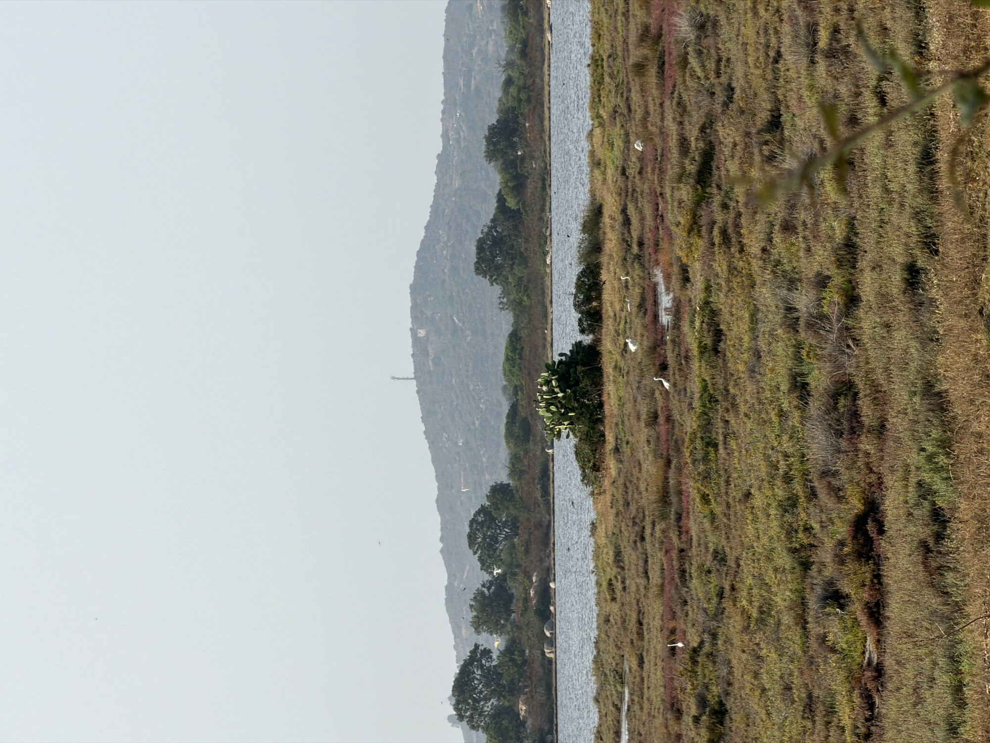 The image shows a landscape scene at a salt marsh area near Santu Diadòru/San Teodoro, Italy. In the foreground, there is a field of low-lying vegetation, with patches of reddish and green plants. Several white birds, likely egrets or herons, are scattered across the marshland. One bird is visible in the bottom left corner, another is in the middle ground to the left, and two more are further back to the right. A larger bird is visible to the far right in the middle ground. In the middle distance, there is a body of water, appearing to be a lagoon or shallow sea. On the edge of the water, a large prickly pear cactus is growing. Beyond the water, a line of trees and shrubbery borders the landscape. In the background, a rolling, rocky hill rises, with a telecommunications tower or structure visible at its summit. The sky is overcast and pale. The overall impression is a natural, coastal wetland environment.