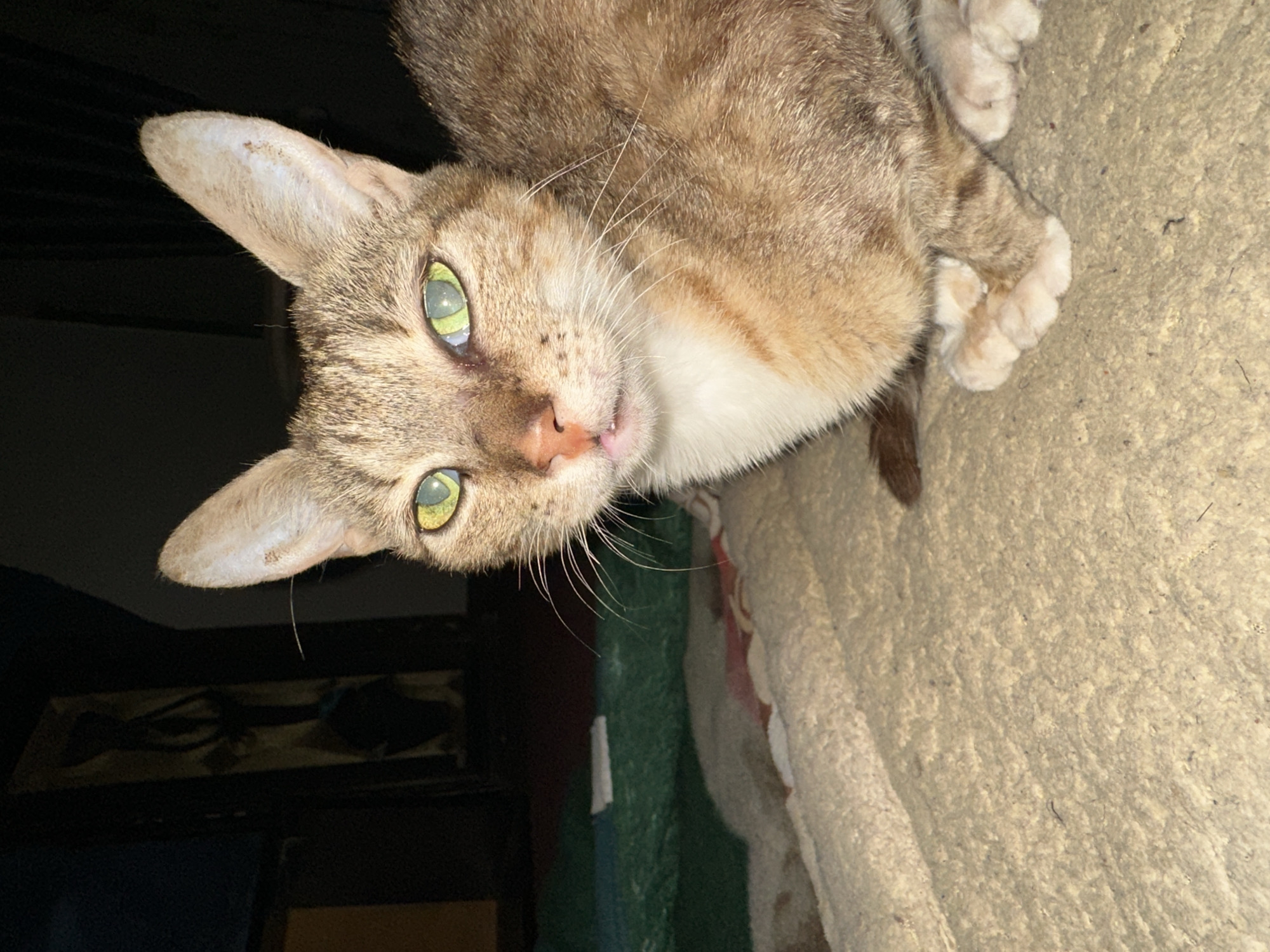 This is a close-up, slightly tilted, eye-level shot of a tabby cat. The cat is lying down on what appears to be a textured, beige blanket or rug, and its body extends out of the frame to the right. The cat's fur is a mix of brown, grey, and white, with distinct tabby markings on its head and body. Its large, striking green eyes are wide open and looking directly at the camera, giving it an alert and curious expression. The cat's pink nose is slightly visible, and its whiskers are prominent. White fur is visible on its chest and paws.
In the background, to the left of the cat, the scene is darker, with hints of what might be furniture or shelves. A dark, possibly wooden object with some faint, silhouetted images or patterns is visible in the mid-ground. The lighting suggests it might be indoors, possibly at night or in a dimly lit room. No weather conditions are discernible. The overall mood conveyed by the image is one of intimacy and direct connection with the animal, emphasizing its expressive eyes. No visible text is present in the image.