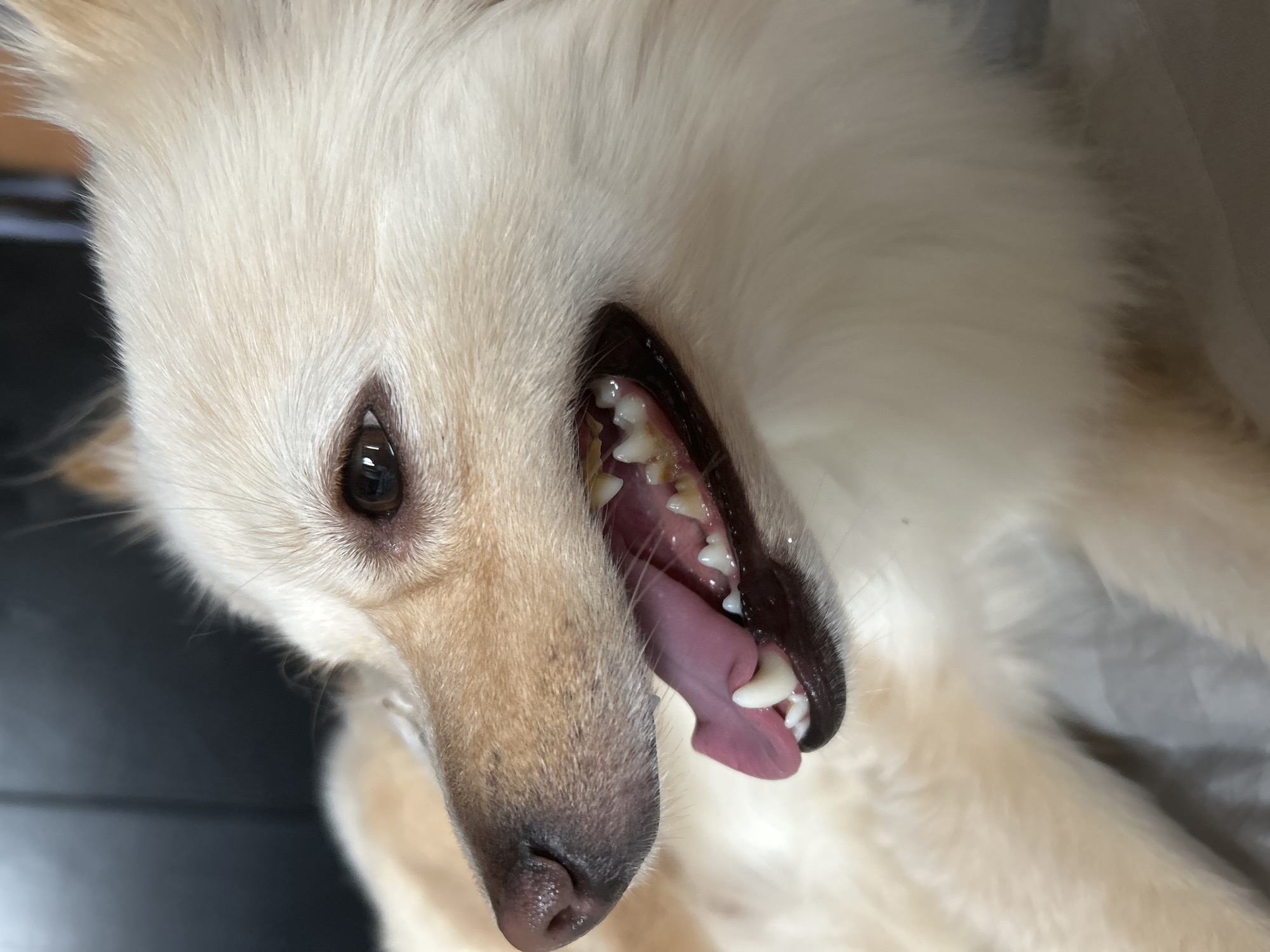 A close-up, eye-level, medium shot captures the side profile of a light-colored dog with its mouth open. The dog's fur is fluffy and light tan with some white highlights. Its dark brown eye is visible, and its snout is light brown with a dark, moist nose. The dog's mouth is open, revealing its pink tongue and teeth. The teeth appear healthy, with some showing slight discoloration. The background is dark and out of focus, suggesting an indoor environment. The dog is lying down, and its body is partially visible, covered in soft fur. The overall impression is one of a relaxed dog. The image does not contain any information about the location in Sofia, Bulgaria.