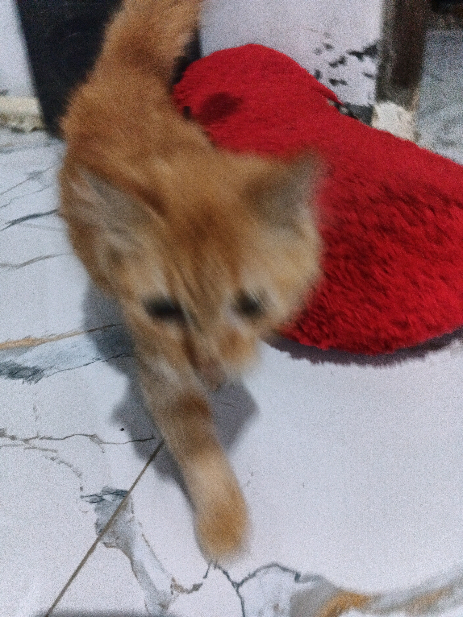 A ginger cat is captured in motion, its body slightly blurred due to movement, as it walks across a tiled floor. The cat is in the foreground, its orange fur visible. Behind the cat, a bright red fuzzy object, possibly a cushion or blanket, is present. The floor appears to be made of light-colored tiles with dark gray veining. The background is mostly out of focus, with dark and light areas suggesting furniture or other household items. The scene is indoors, with natural light appearing to illuminate the cat. This scene is located in Karangjengkol, Indonesia.
