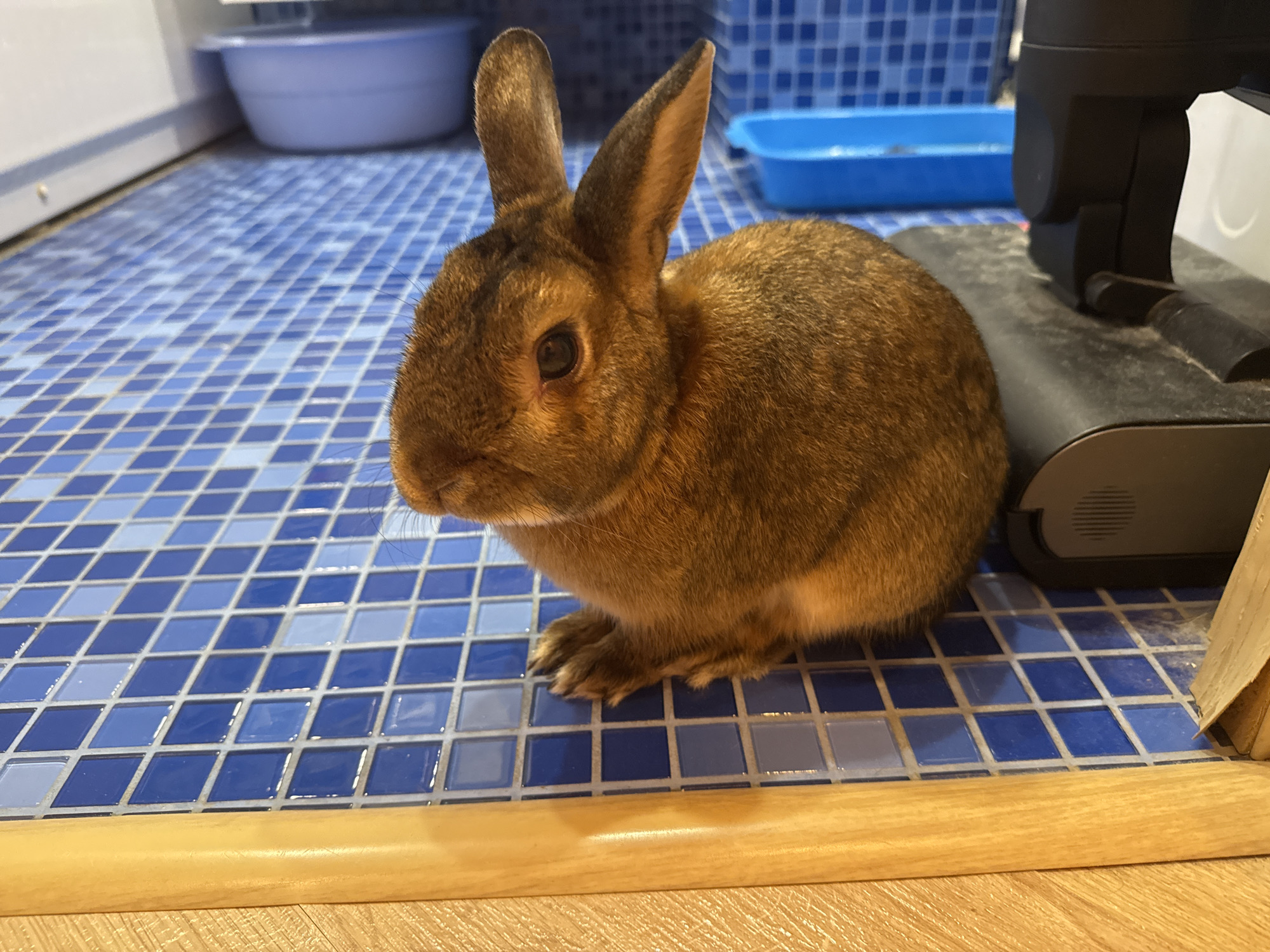 The image captures a full-length frontal view of a domestic rabbit situated indoors. The primary subject is a small, light brown rabbit with erect ears and dark eyes, seated on a floor composed of mosaic tiles. The rabbit's fur is predominantly a warm reddish-brown, appearing darker around the ears and muzzle. Its paws are visible, resting on the tiled surface.
The floor beneath the rabbit and extending into the background consists of small, square mosaic tiles arranged diagonally, showcasing various shades of blue, from light sky blue to deep navy, with some tiles appearing almost gray-white. These tiles exhibit a reflective surface, indicating a glossy finish. A wooden trim or threshold borders the bottom of the tiled area, separating it from a lighter, plank-style wooden floor in the immediate foreground.
In the upper left background, a large, light blue or purple plastic basin rests on an unseen surface, partially obscured by a white vertical structure, possibly an appliance or wall. To the right of the rabbit and further into the background, a black electronic device with a textured surface and a visible grill or vent is present. Behind this device, a smaller, rectangular blue plastic tray is visible on the tiled floor. An indistinct light wooden structure is also partially visible on the far right edge of the frame.
The environment is an indoor setting, likely a utility area or a room within a residence, characterized by artificial or ambient light. The visual information within the image does not provide sufficient data to identify its specific geographical location, such as the city of Solikamsk, Russia, or any other regional context.
