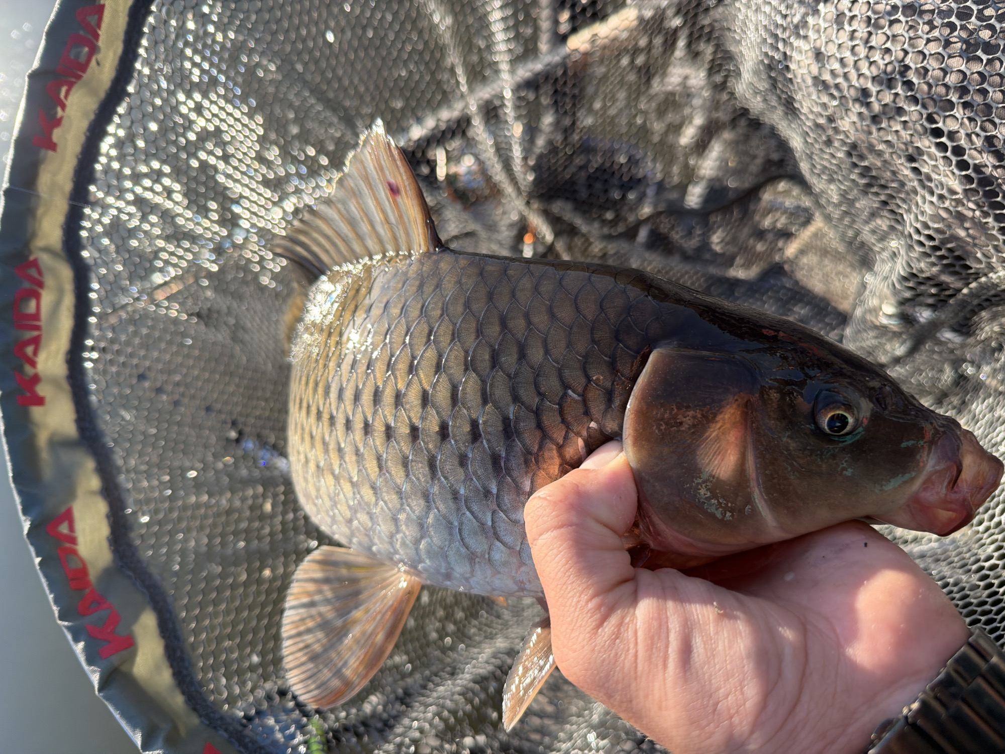 A close-up captures a fish, identified as a carp due to its scales, fins, and mouth, being held in a person's hand inside a fishing net. The net's mesh is visible surrounding the fish. The fish is predominantly brown with silvery scales on its lower side, and a reddish spot on one of its fins. The person's hand is holding the fish near its head. The location is not discernible from the image; there is no indication it is in Belaya Gora, Russia.