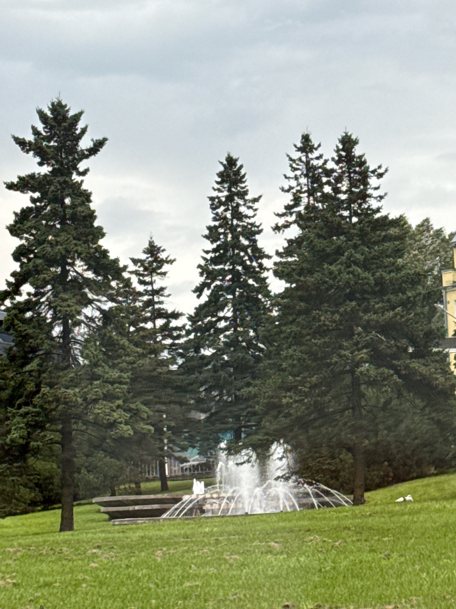 The image depicts a park area with several tall evergreen trees, a fountain, and a grassy lawn. The sky is overcast. In the background, to the right, a yellow building with windows is partially visible. The fountain is actively spraying water, with arcs of water creating a spray effect. There is a stone structure surrounding the fountain. Two white birds are present on the grass to the right of the fountain. The scene is a public park, likely in Tallinn, Estonia, given the context of the prompt.