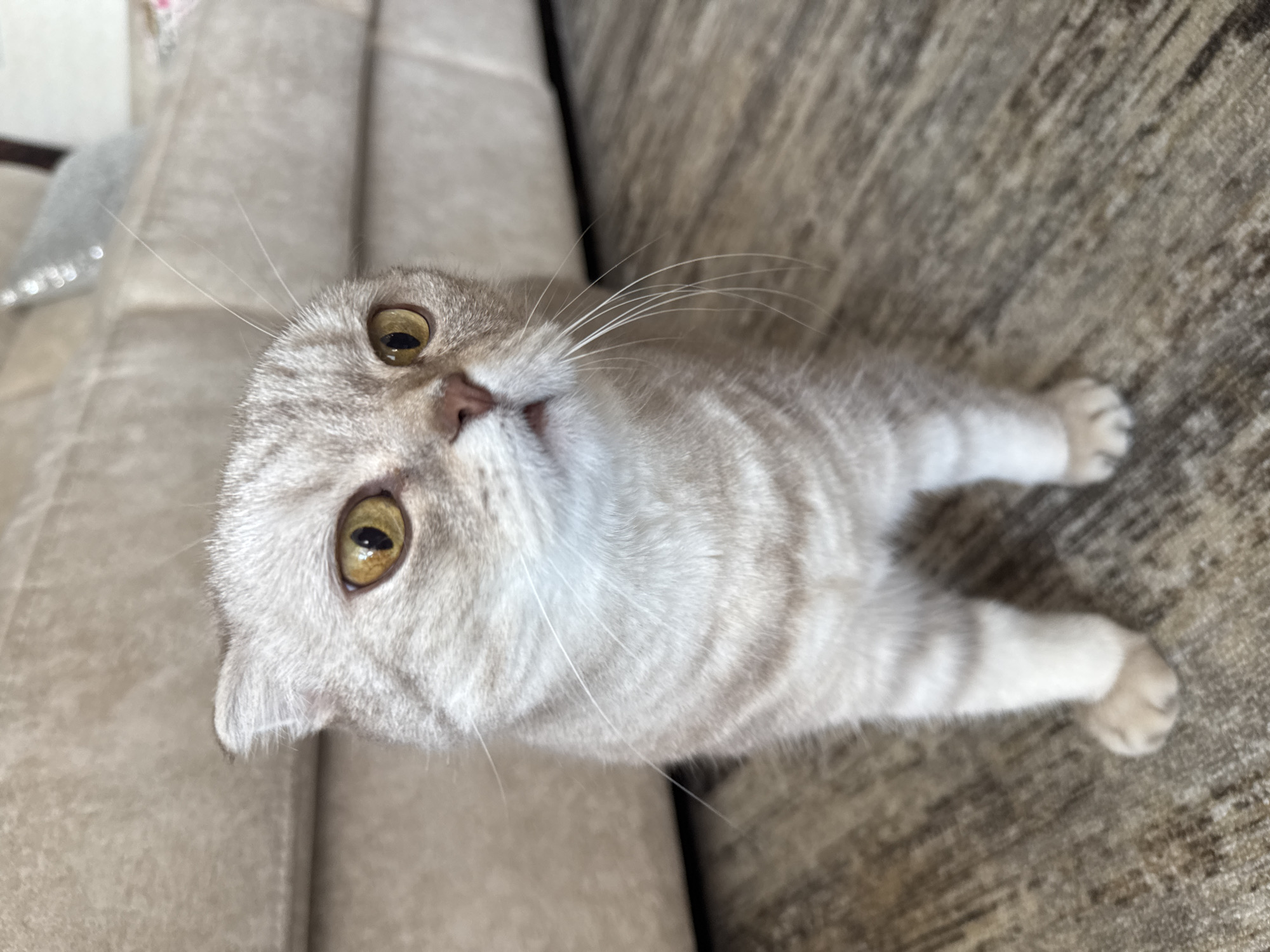 A Scottish Fold cat with golden eyes and a light beige, striped coat is lying on a patterned couch. The cat is looking upwards toward the camera. The background consists of the couch, which is a tan color. The location is not identifiable as Saint Petersburg, Russia.