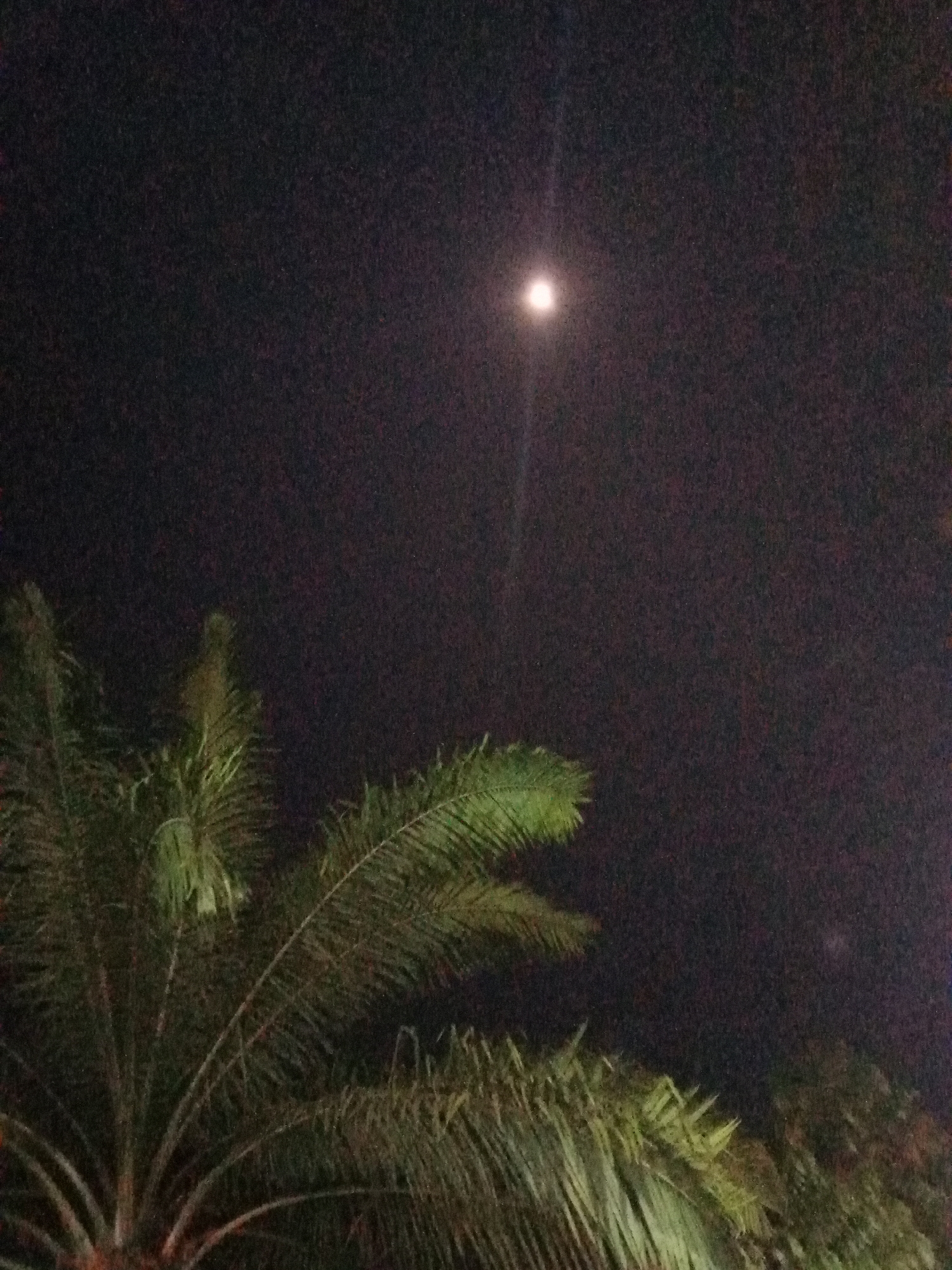 A low-angle, night-time photograph captures a dimly lit sky with a bright, luminous object, presumably the moon, positioned in the upper center. In the foreground, the fronds of a palm tree extend from the left side of the frame, reaching upwards and to the right. Additional foliage from other trees can be seen in the lower right and middle portions of the image, appearing as dark green and brown masses. The overall scene suggests an outdoor environment, likely in a tropical or subtropical location, given the presence of palm trees. The image's quality is degraded by significant digital noise, which is particularly evident in the dark areas of the sky and foliage. The context of Mekar Jaya, Indonesia, suggests this view could be from a residential area or park. No people, animals, or specific man-made structures are discernible in the image.