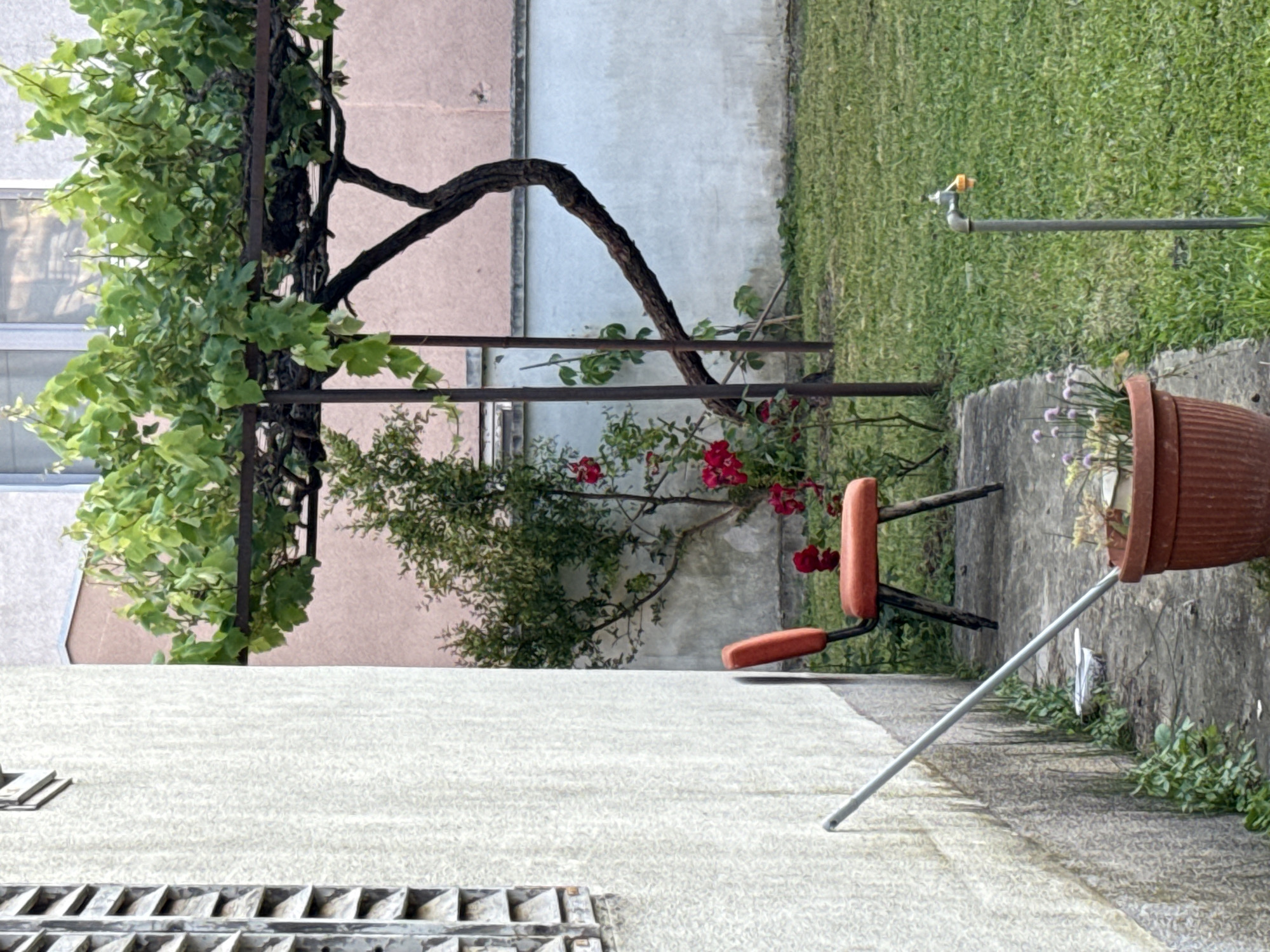 The image shows a courtyard in Bar, Montenegro. A vine with dense green foliage climbs on a metal trellis against a wall of light pink and gray hues. Red roses bloom nearby. An orange chair sits behind a raised concrete path. A terracotta flowerpot filled with chives sits at the edge of the path, supported by a metal rod. Below the path, a gray concrete surface is visible with a grated opening along the bottom edge. A grassy area is behind the trellis.