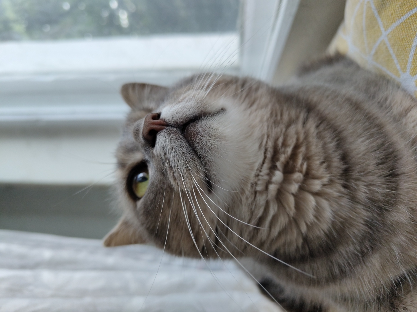 A close-up, low-angle shot shows the face of a gray tabby cat looking upwards, its bright green eyes wide and alert. The cat's fur is a mix of gray and lighter tones, with darker tabby markings visible on its chest and sides. Its whiskers are long and white, fanned out from its nose. The cat is positioned in front of a window with sheer white curtains to the left and a blurred outdoor scene with trees visible through the glass to the right. The cat rests on a yellow cushion with a geometric pattern. The lighting suggests natural light coming from the window.