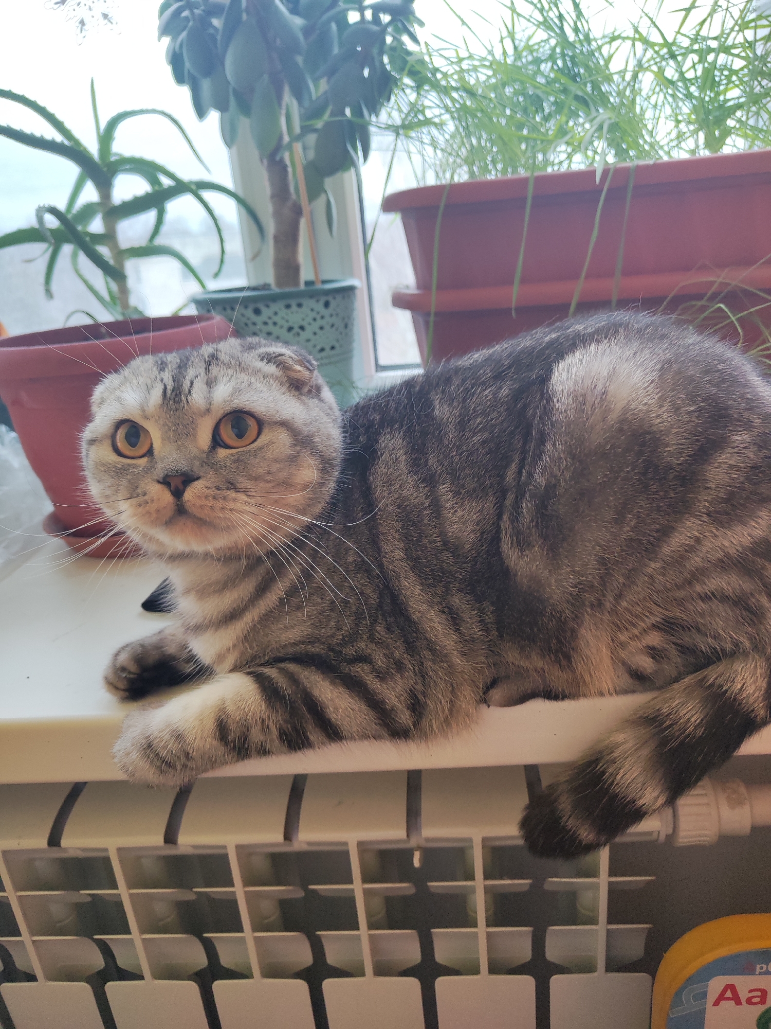 A Scottish Fold cat with gray tabby markings and amber eyes is lying on a white radiator against a window. Behind the cat are various potted plants, including aloe vera, a jade plant, and other greenery. The cat is the primary subject, appearing alert and looking to the left. The photograph was likely taken indoors, potentially in a residential setting, within the city of Chaikovsky, Russia. A yellow and blue object, partially obscured, is visible at the bottom right of the frame.