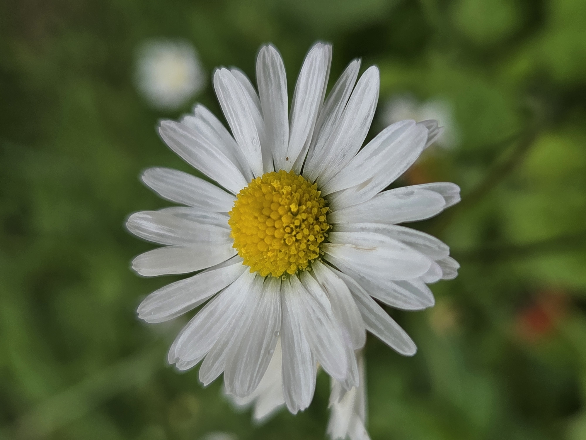 This is a close-up, overhead shot of a single white daisy with a yellow center, set against a blurred green background of foliage. The daisy's petals are slightly curved and have visible veins. There are a few tiny water droplets on some of the petals. The background is out of focus, suggesting a shallow depth of field. There are no people or man-made objects visible in the image. The image is a photograph of a flower in a natural outdoor setting.