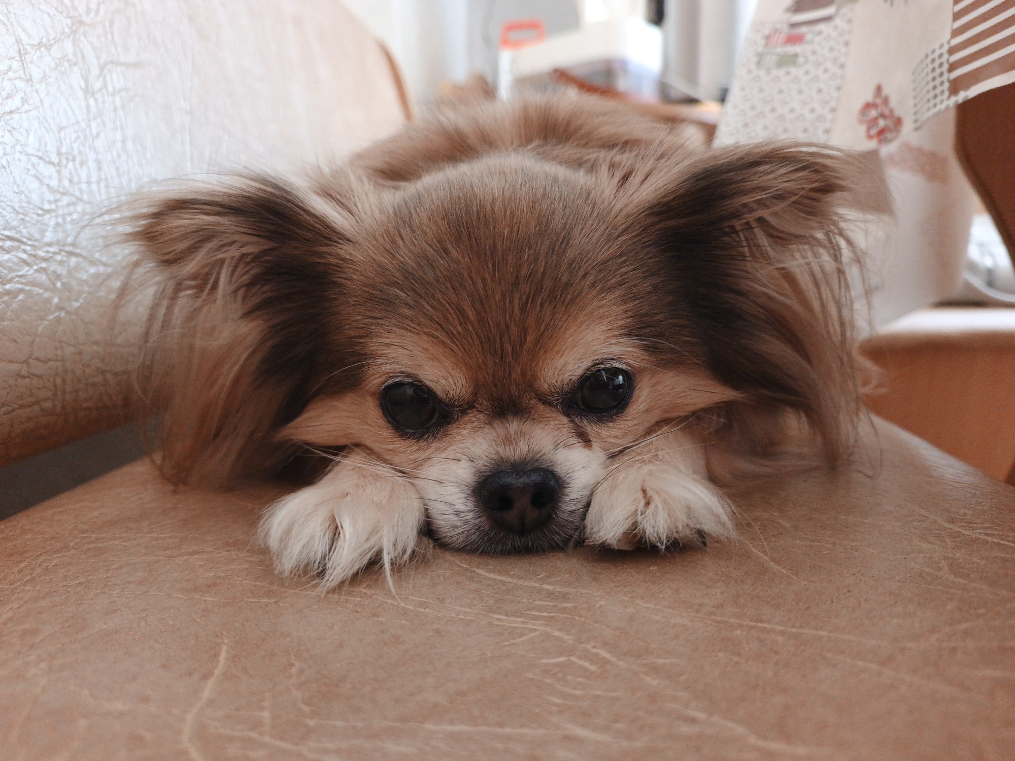 In Medvedyovka, Russia, a small, long-haired brown dog is resting its head on a beige, textured surface, likely a couch or chair. The dog's front paws are tucked underneath its chin, and its eyes are wide open, looking directly at the camera. The background is slightly blurred, showing hints of household items and a patterned fabric. The lighting is soft, creating a warm and gentle atmosphere.